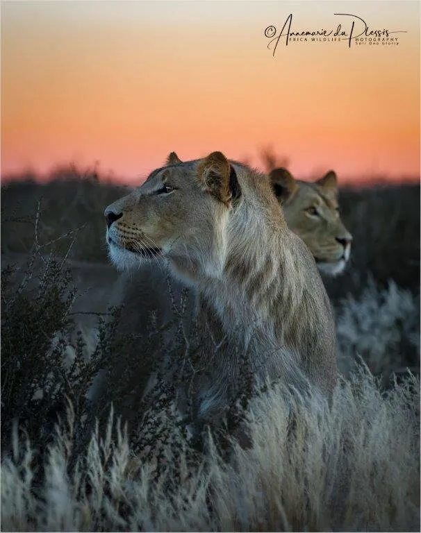 Kalahari King to Be