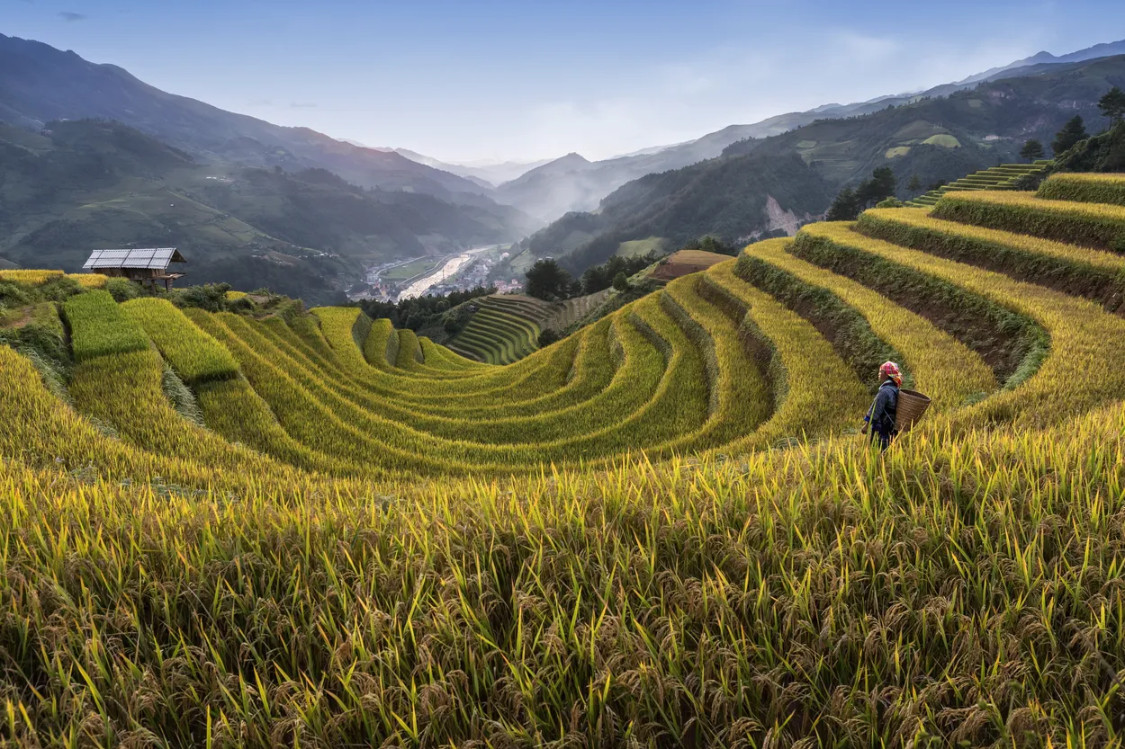 Alone In The Rice Terraces
