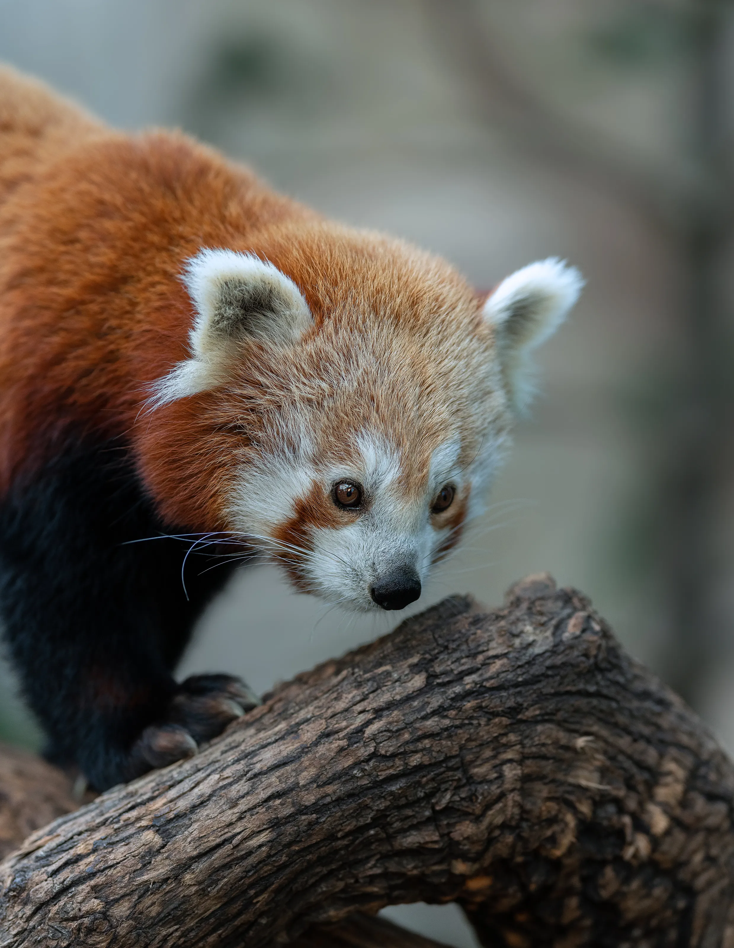 Red Panda Love