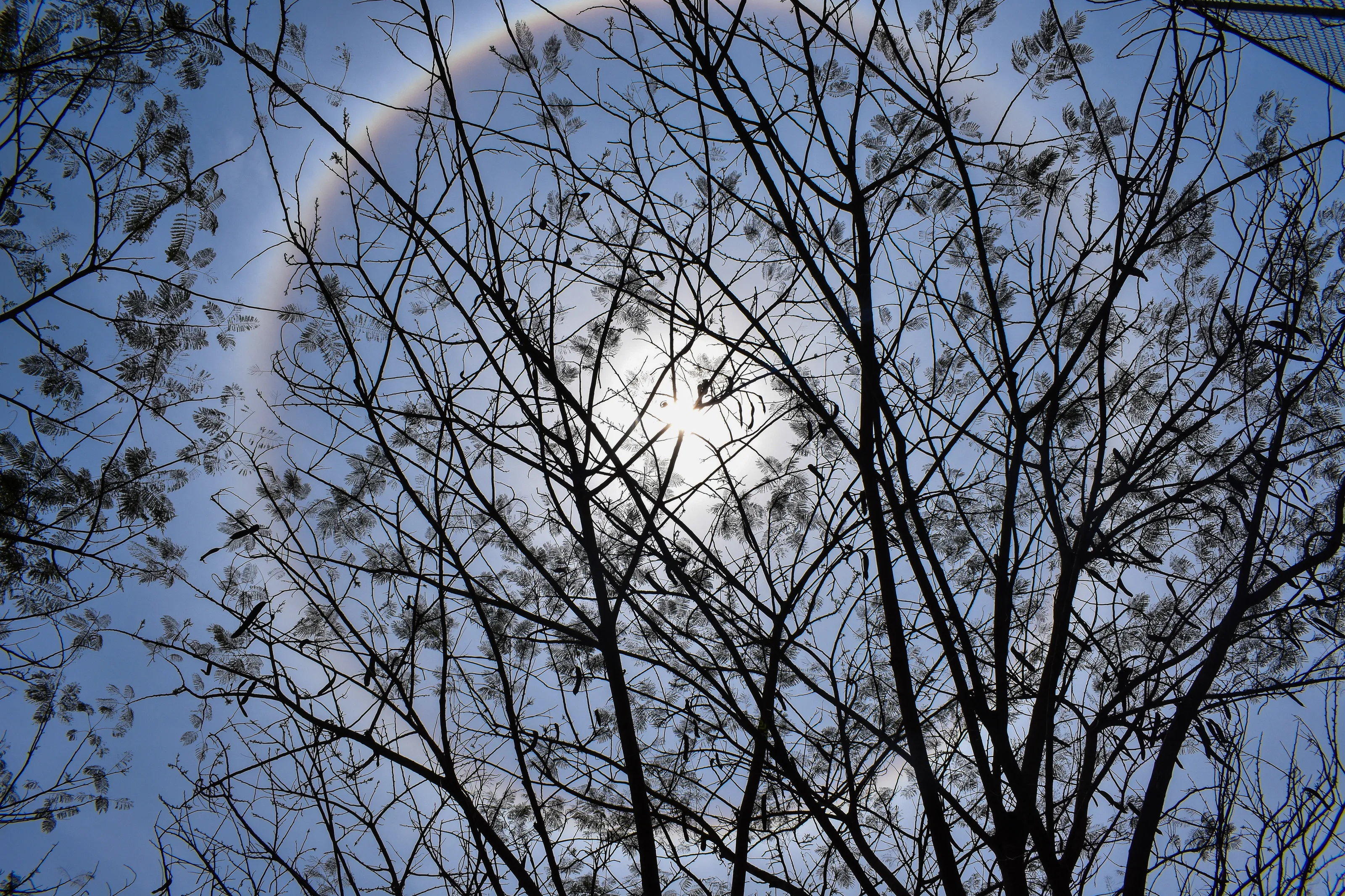 Halo of The Sun