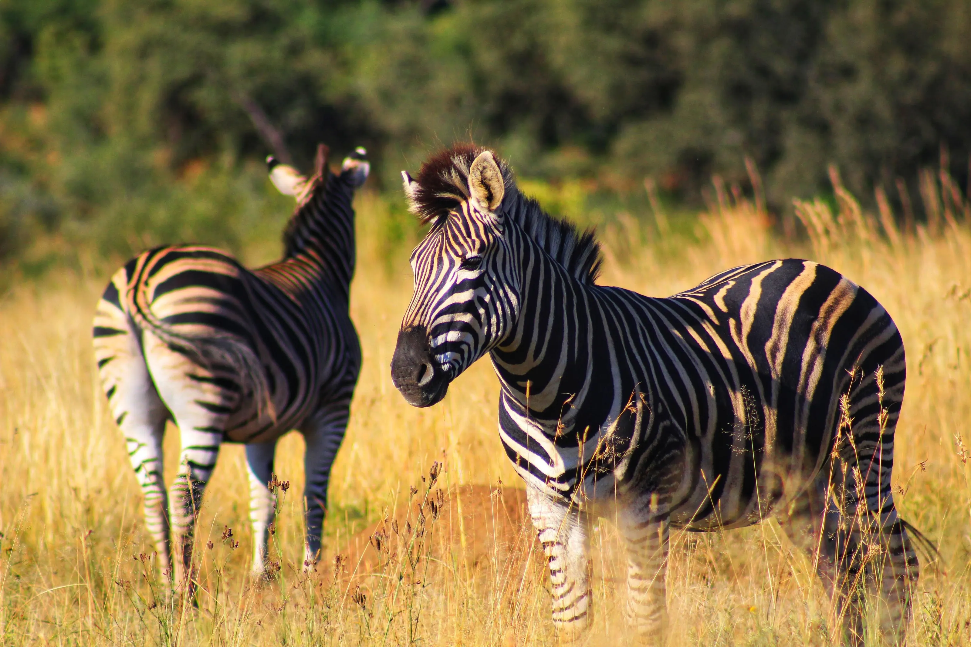 Zebra