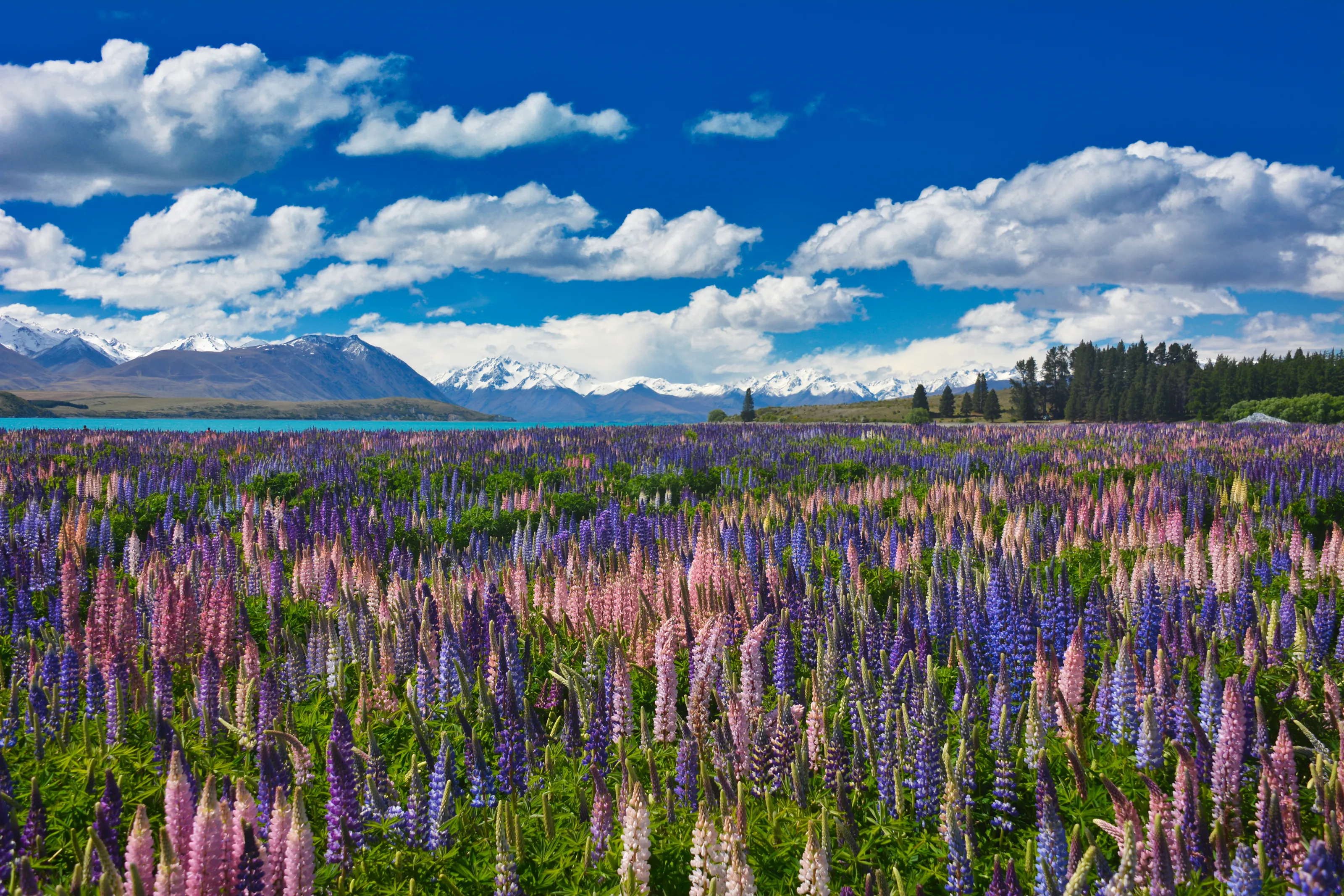 The Wonders of New Zealand Scenery