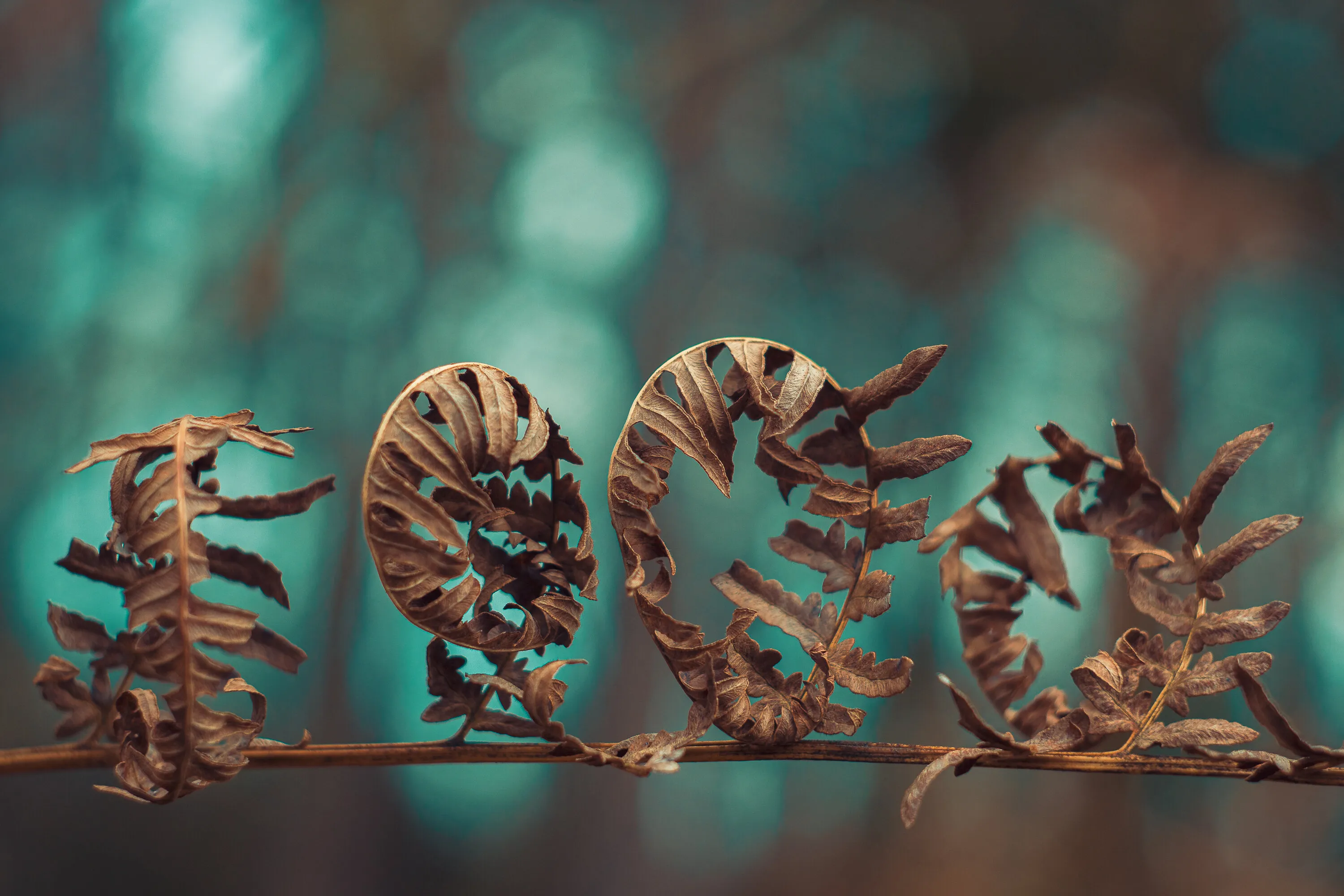 dry fern