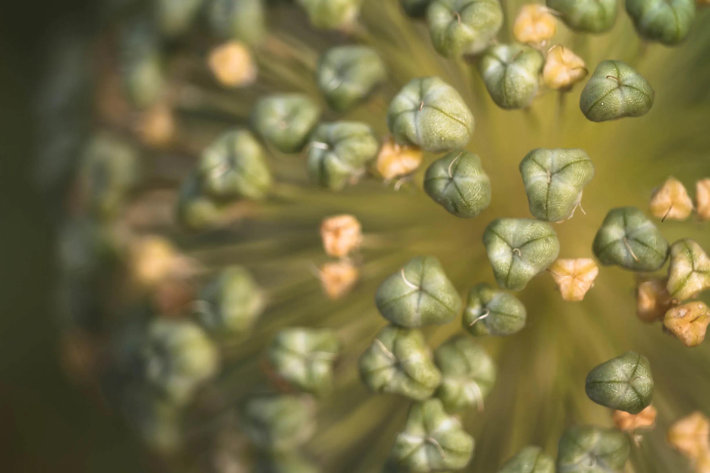 Allium