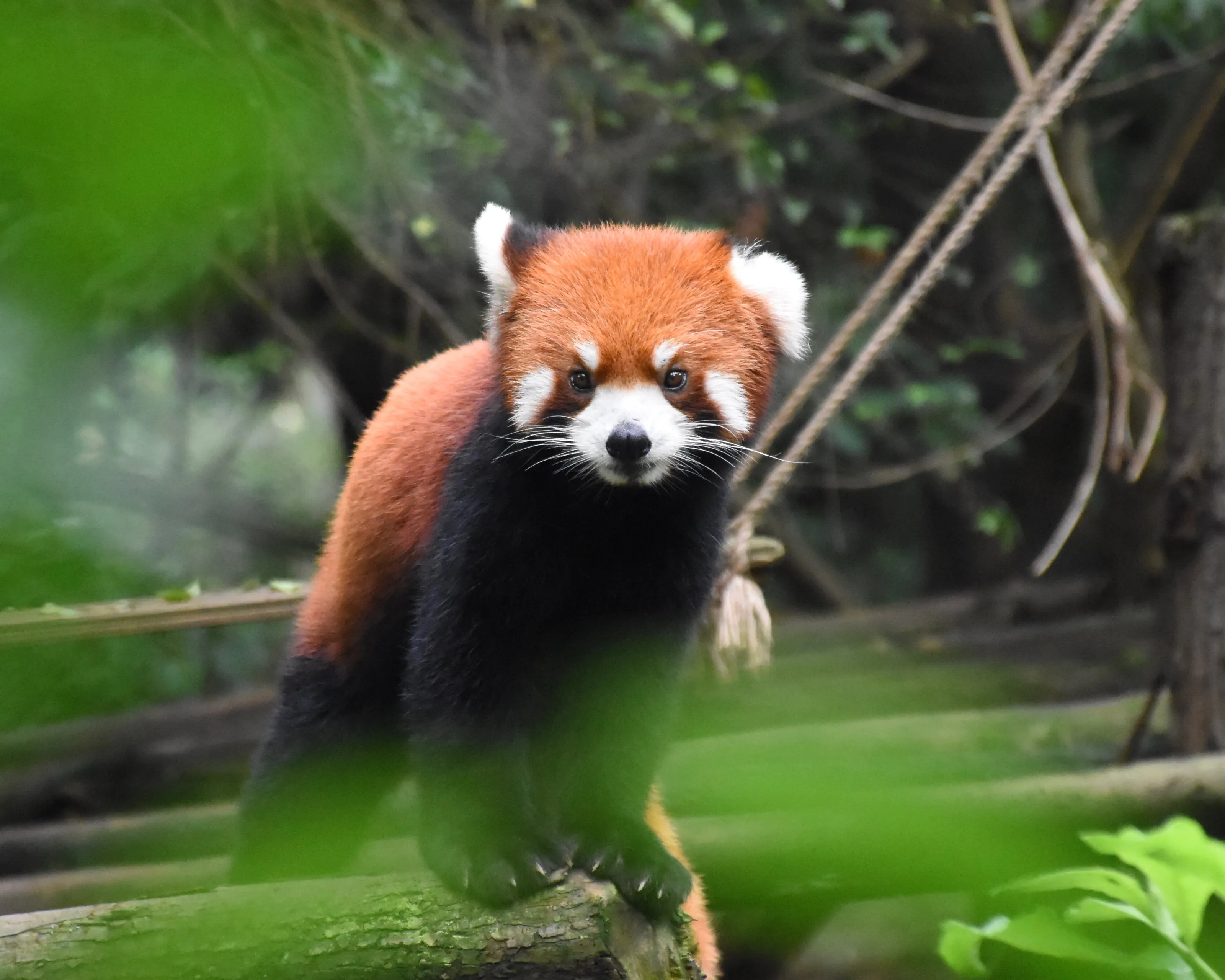 Red panda in Chengdu