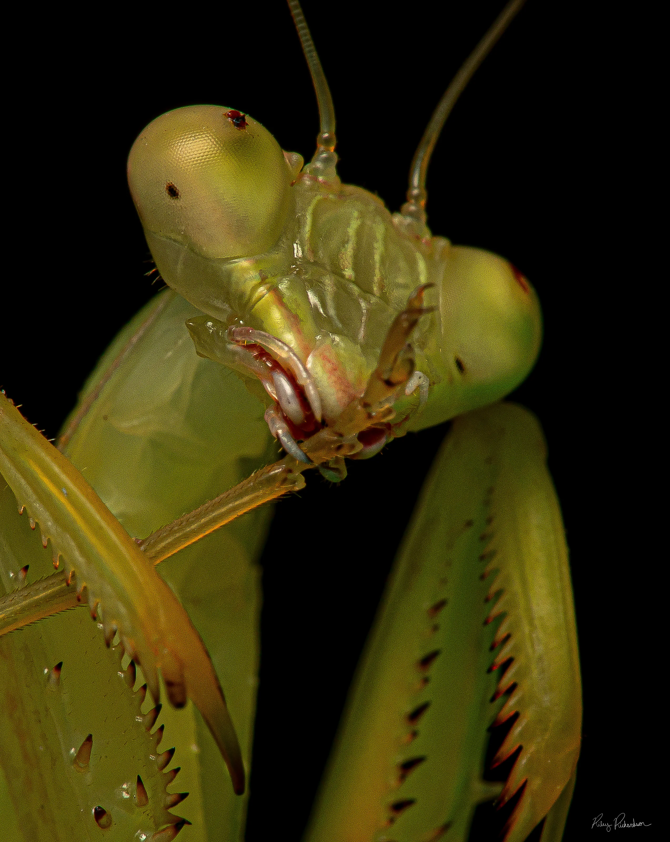 Praying mantis grooming its antennas.