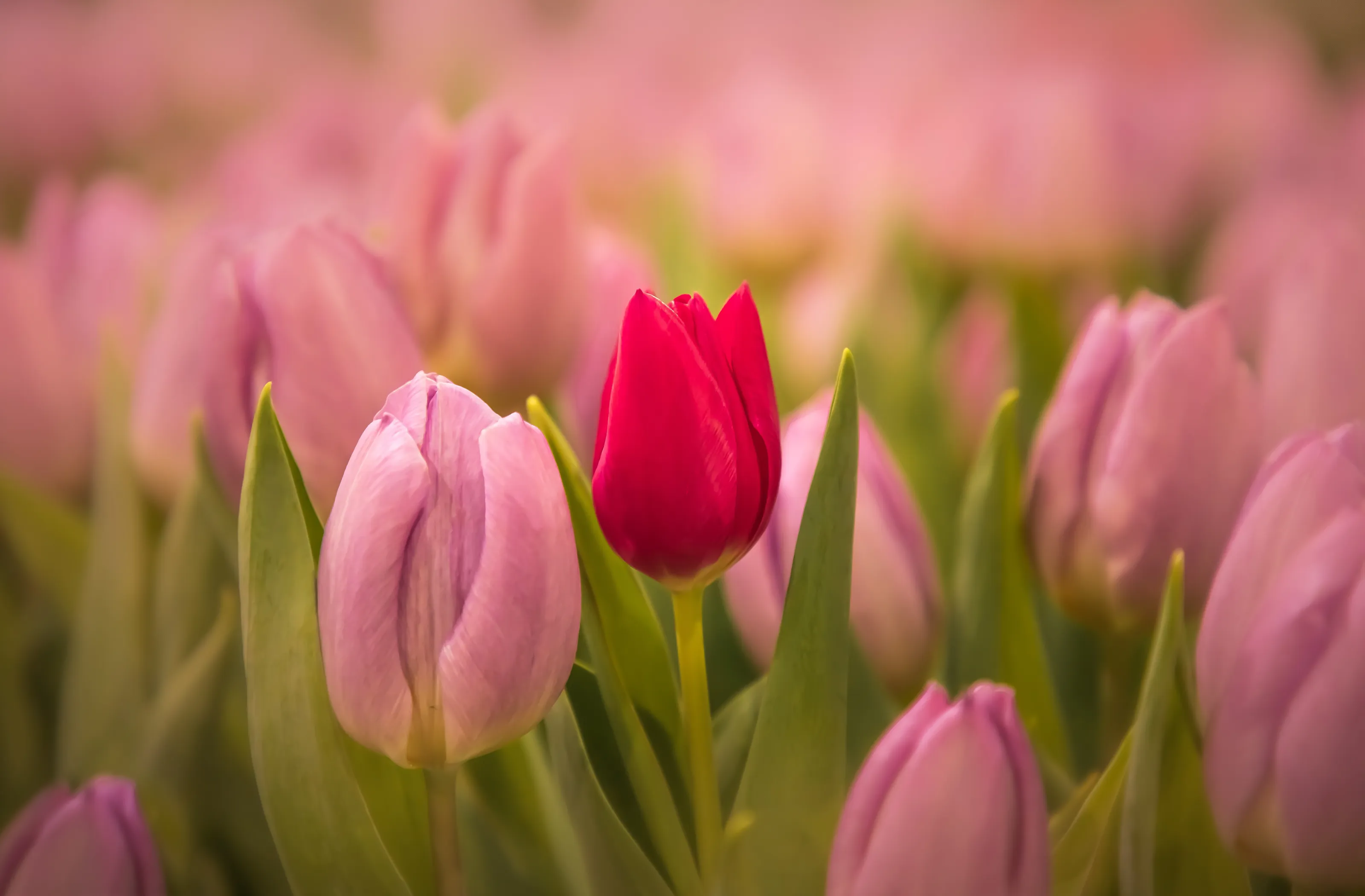 Stand out from the crowd