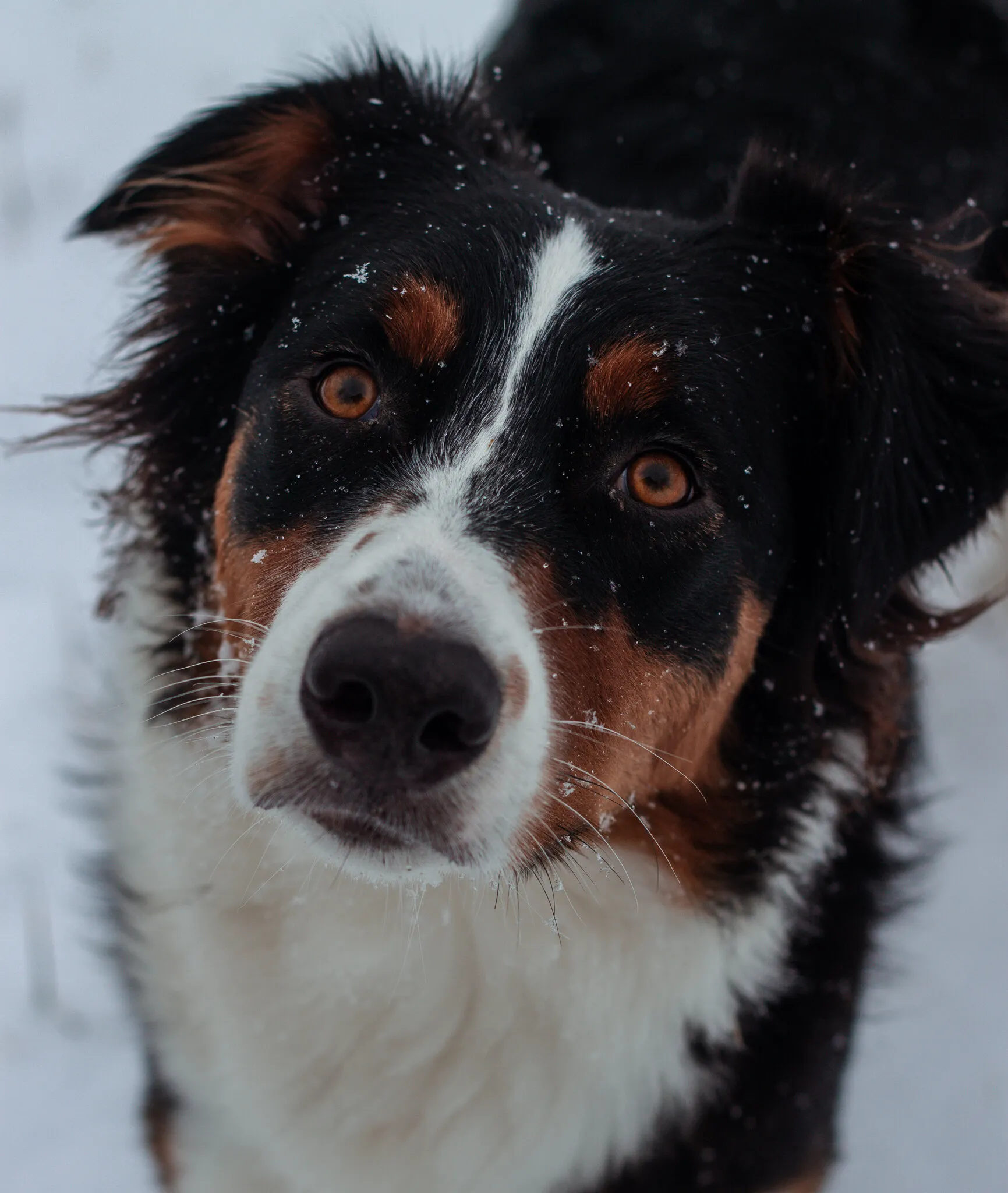 A Dog's Kind Eyes