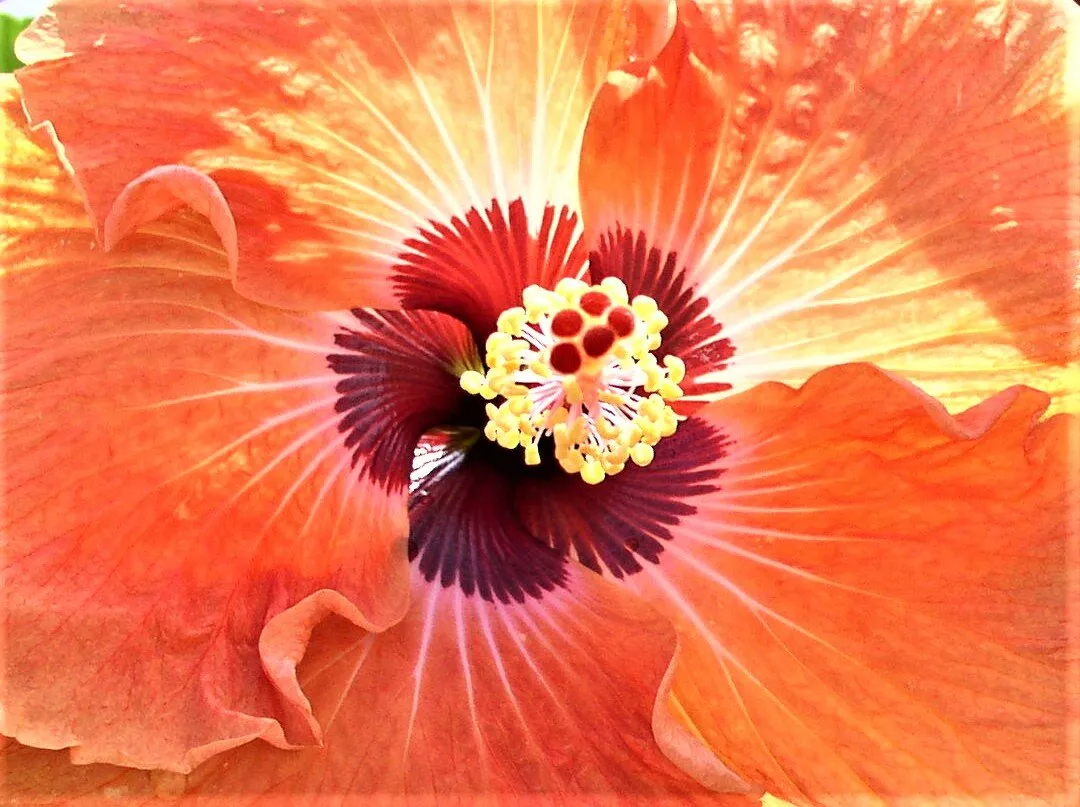 Sunburst