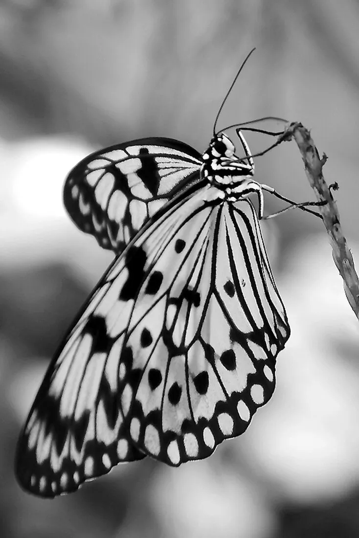 Black and White in Black and White