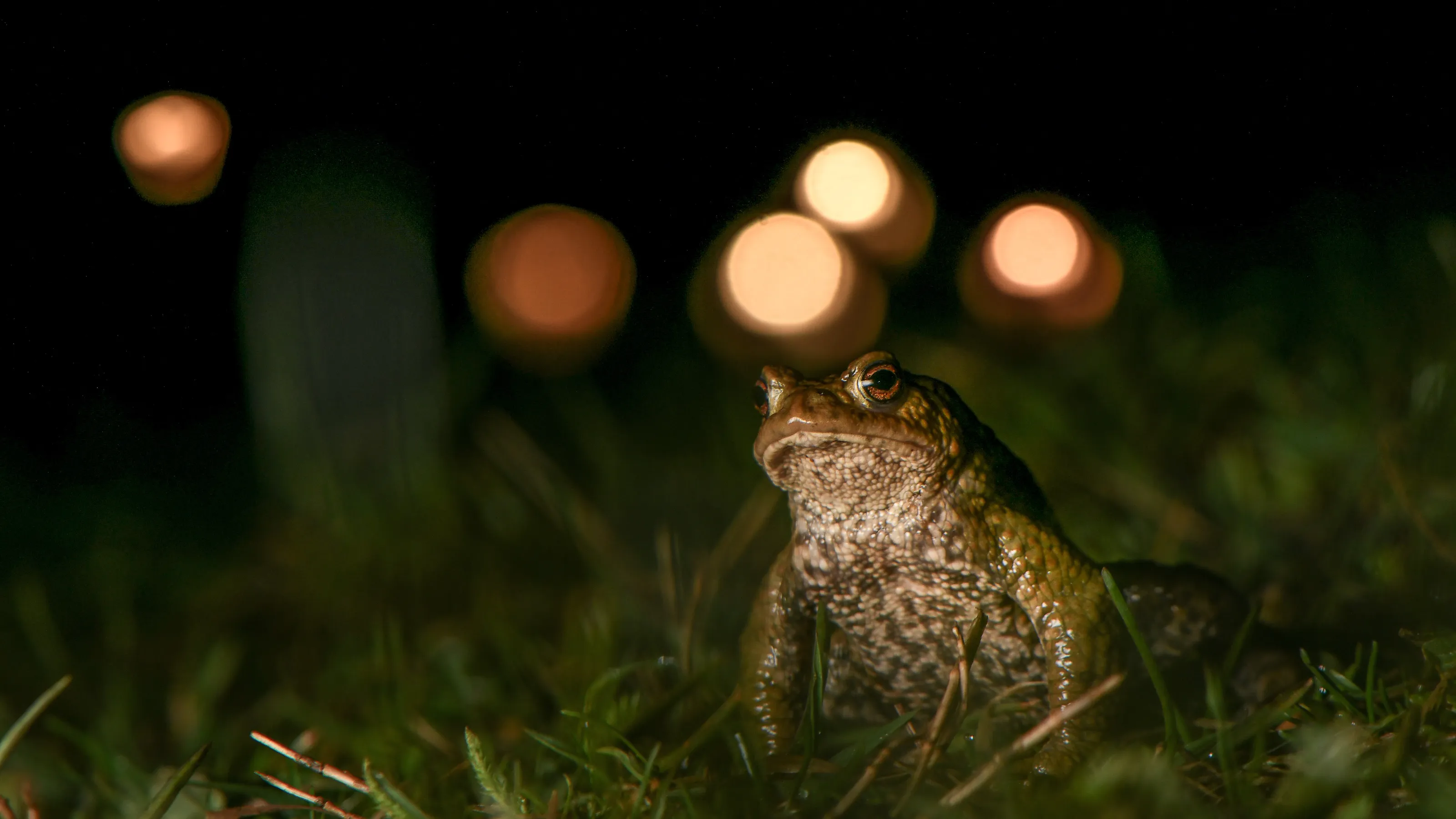 Wandering in the night