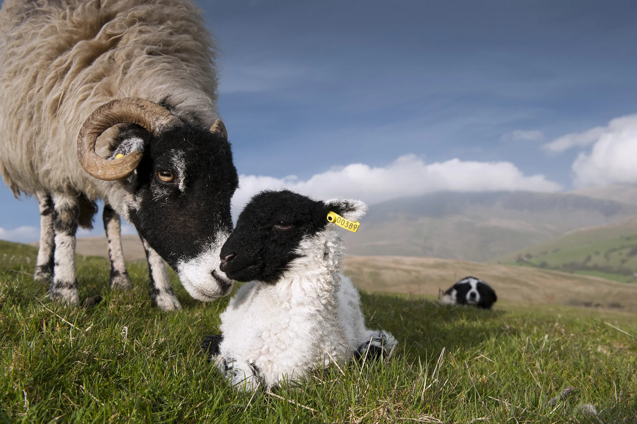 Swaledale ewe and newborn lamb on Cumbrian Hill Farm.