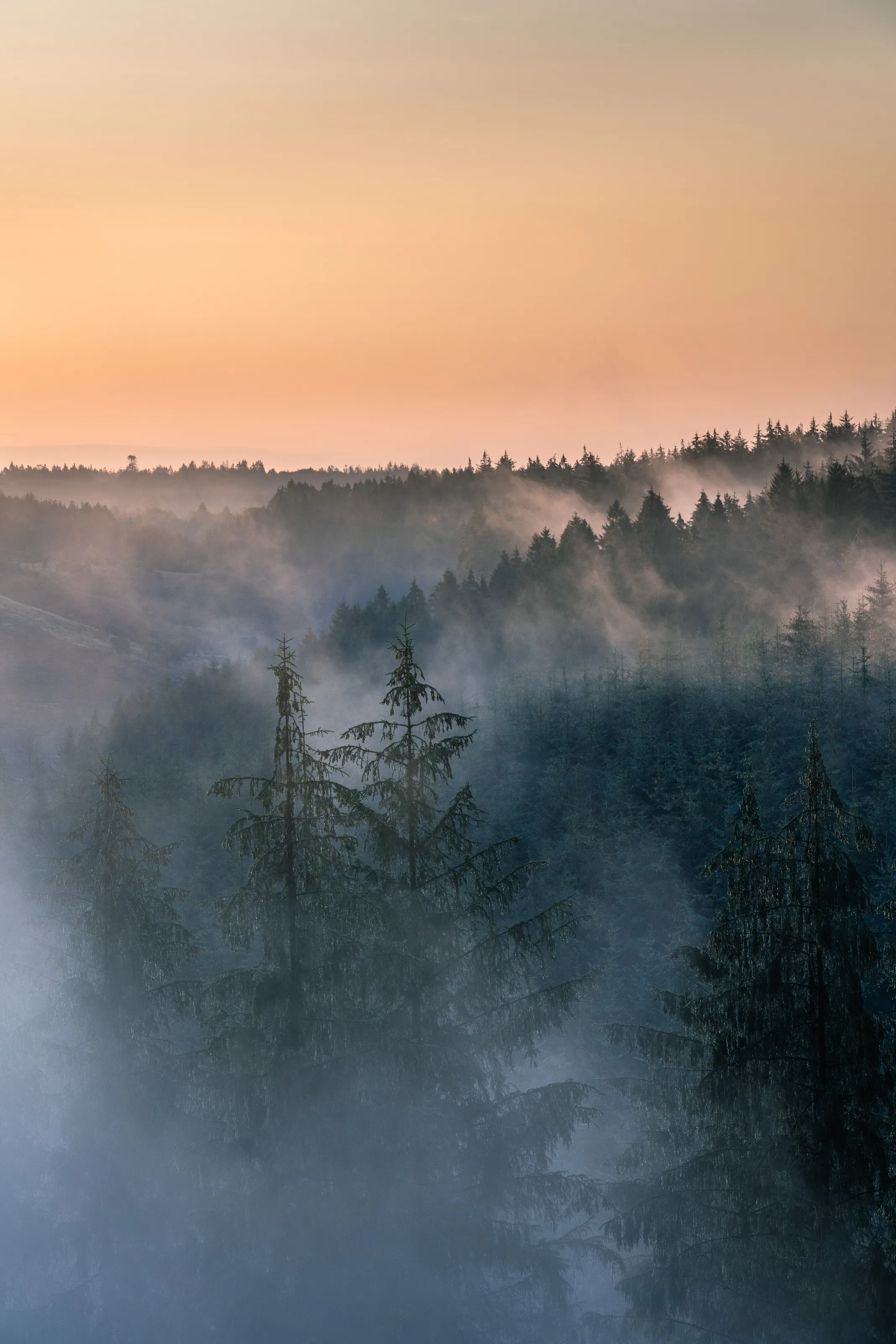 Misty morning in Rebild Bakker, Denmark