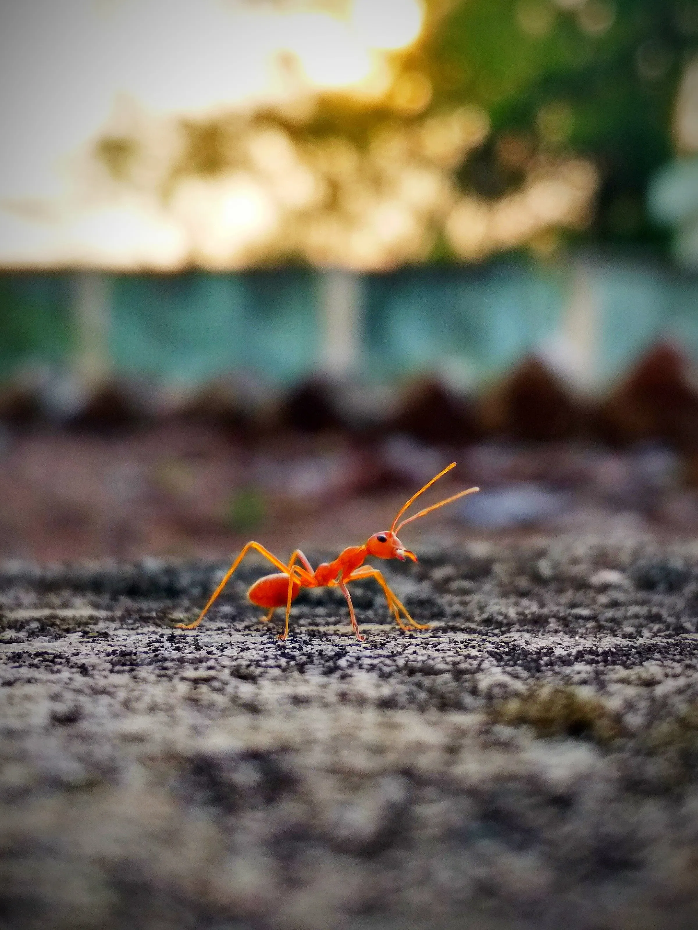 Ferocious Ant