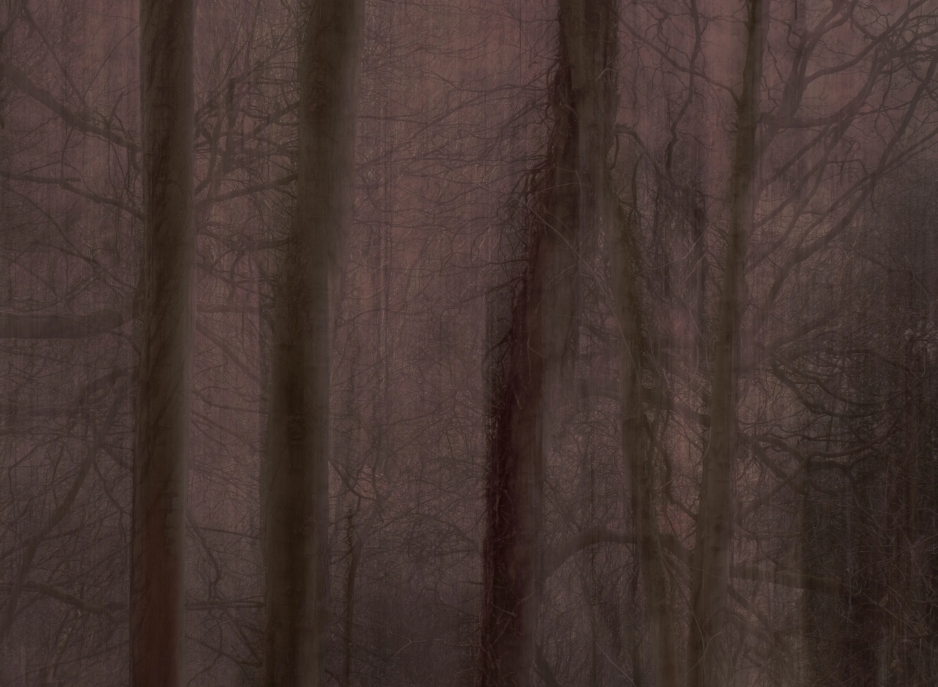 A Dark Forest