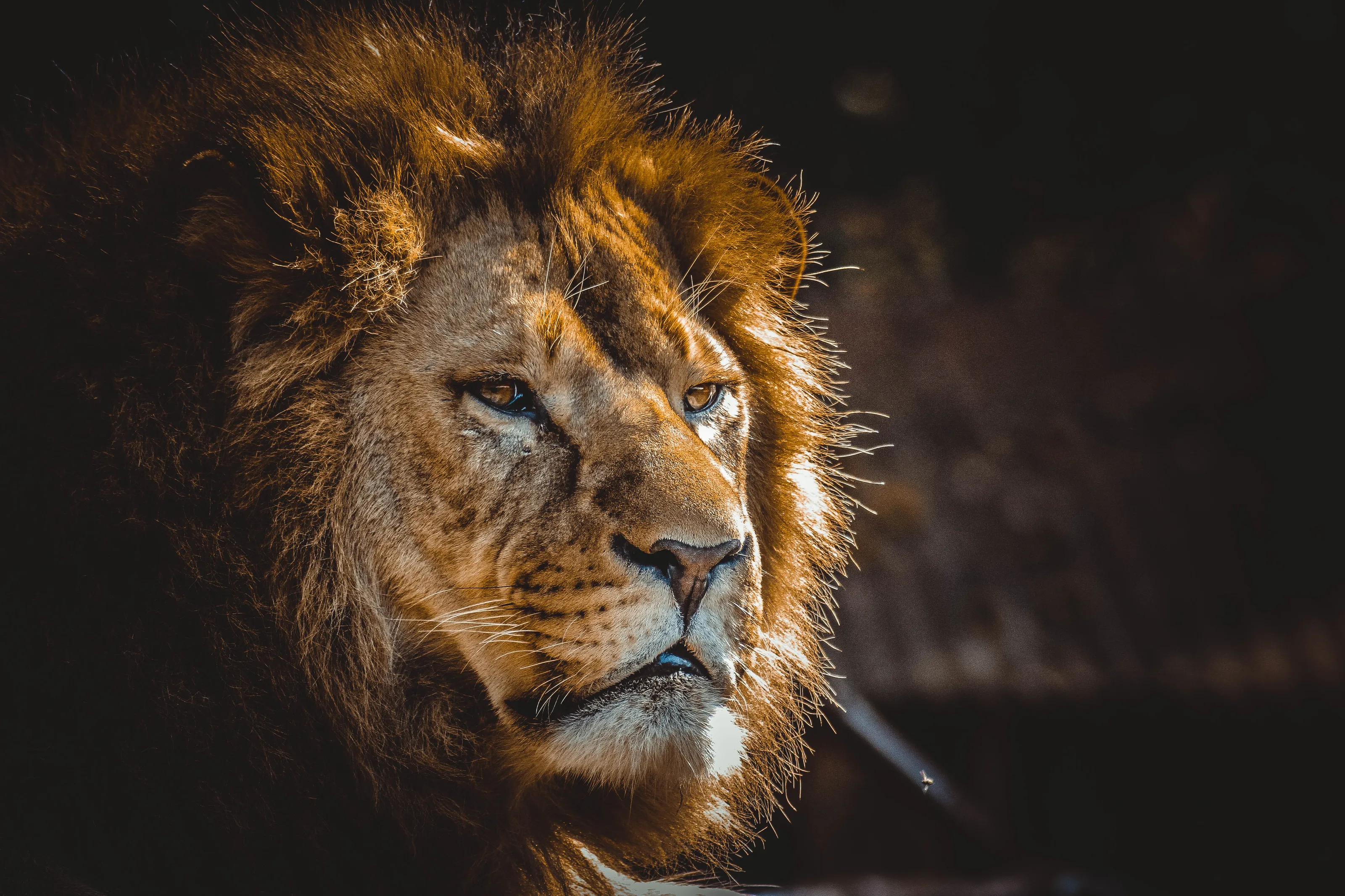 Young lion