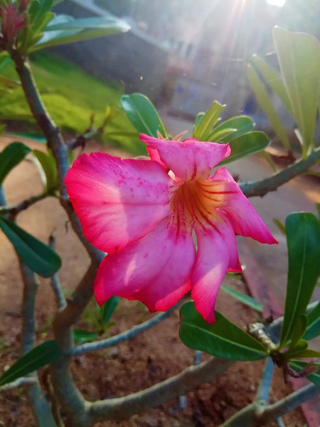Sun rays and flowers just makes things better