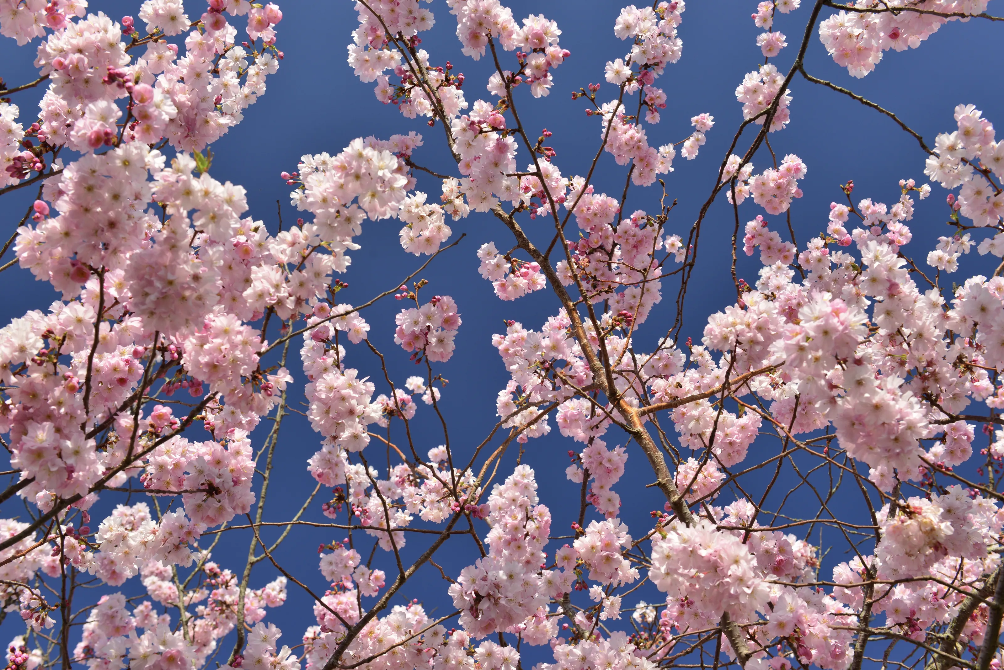 Sakura, Cherry Blossom canopy.