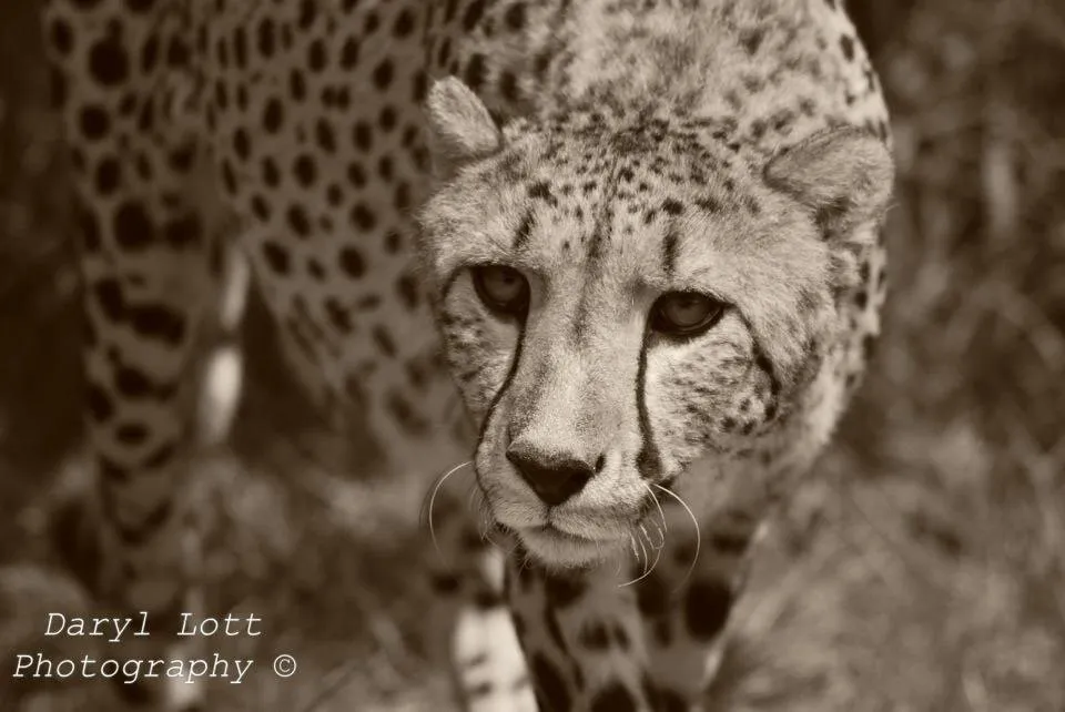 Stalking Prey