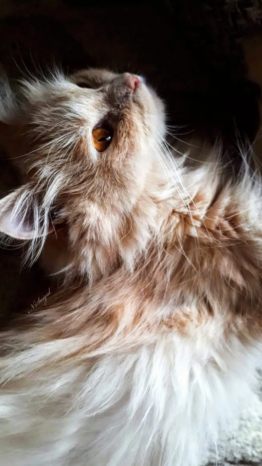 A wondering cat