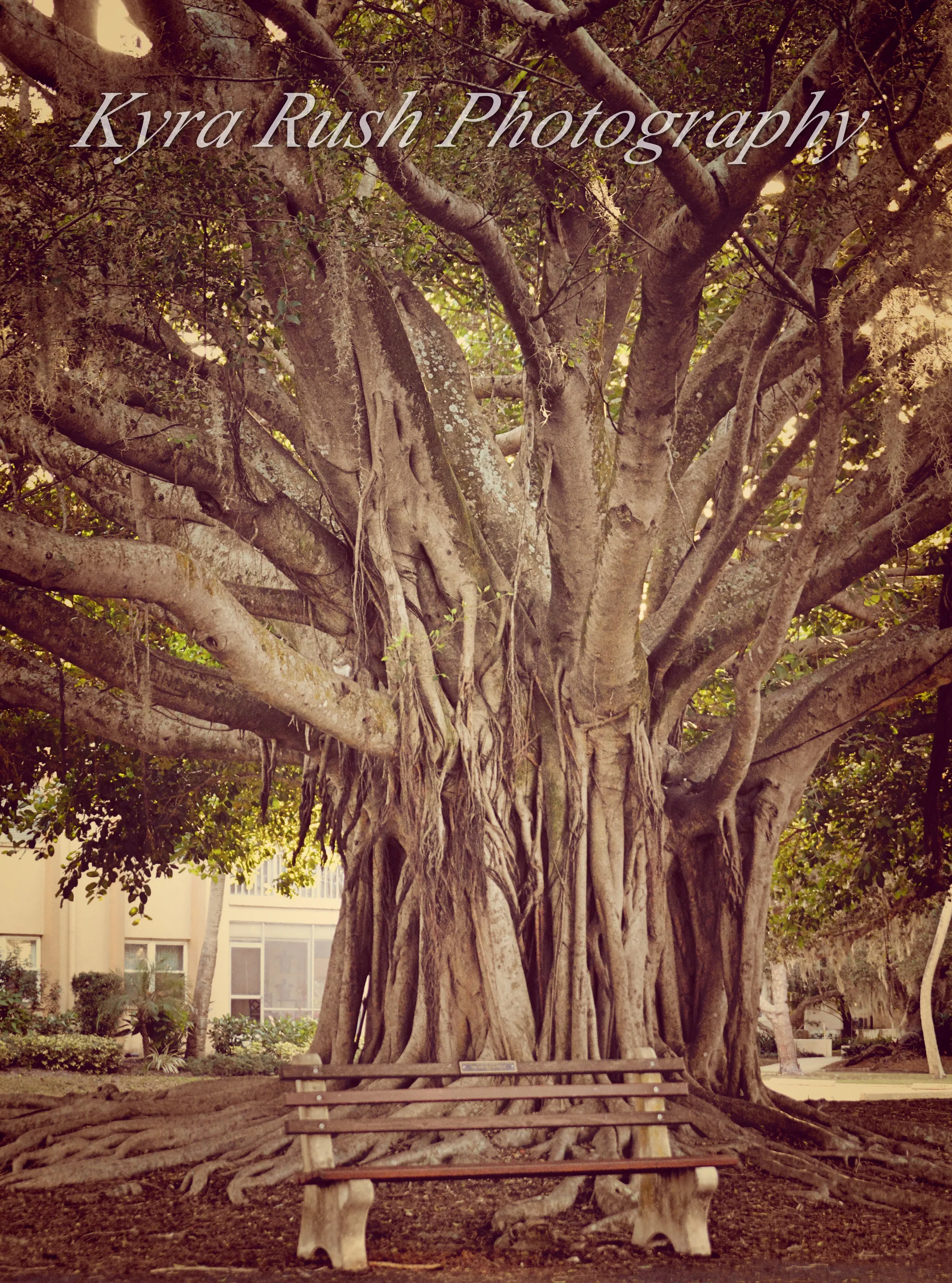 Tree of Wisdom