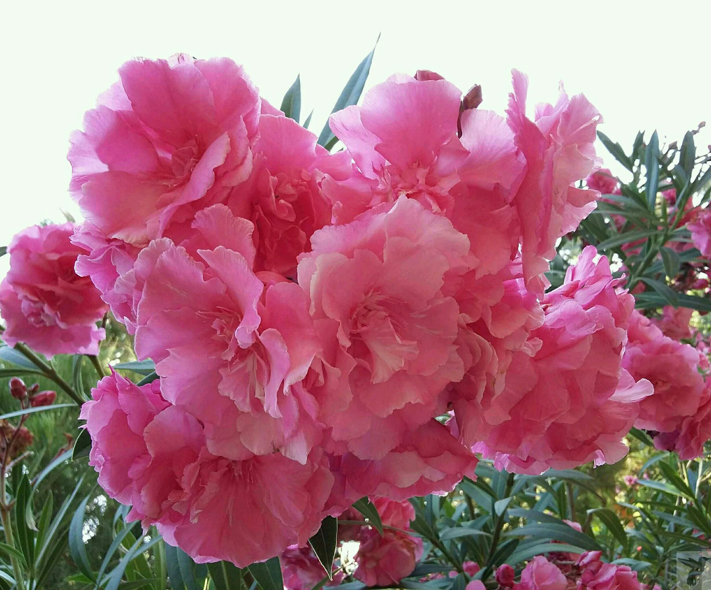 Pink flowers
