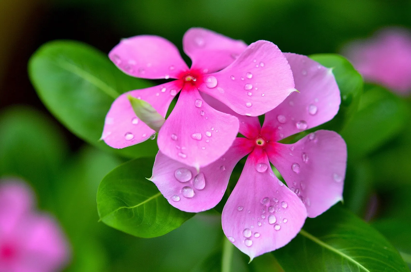 Drenched in dew