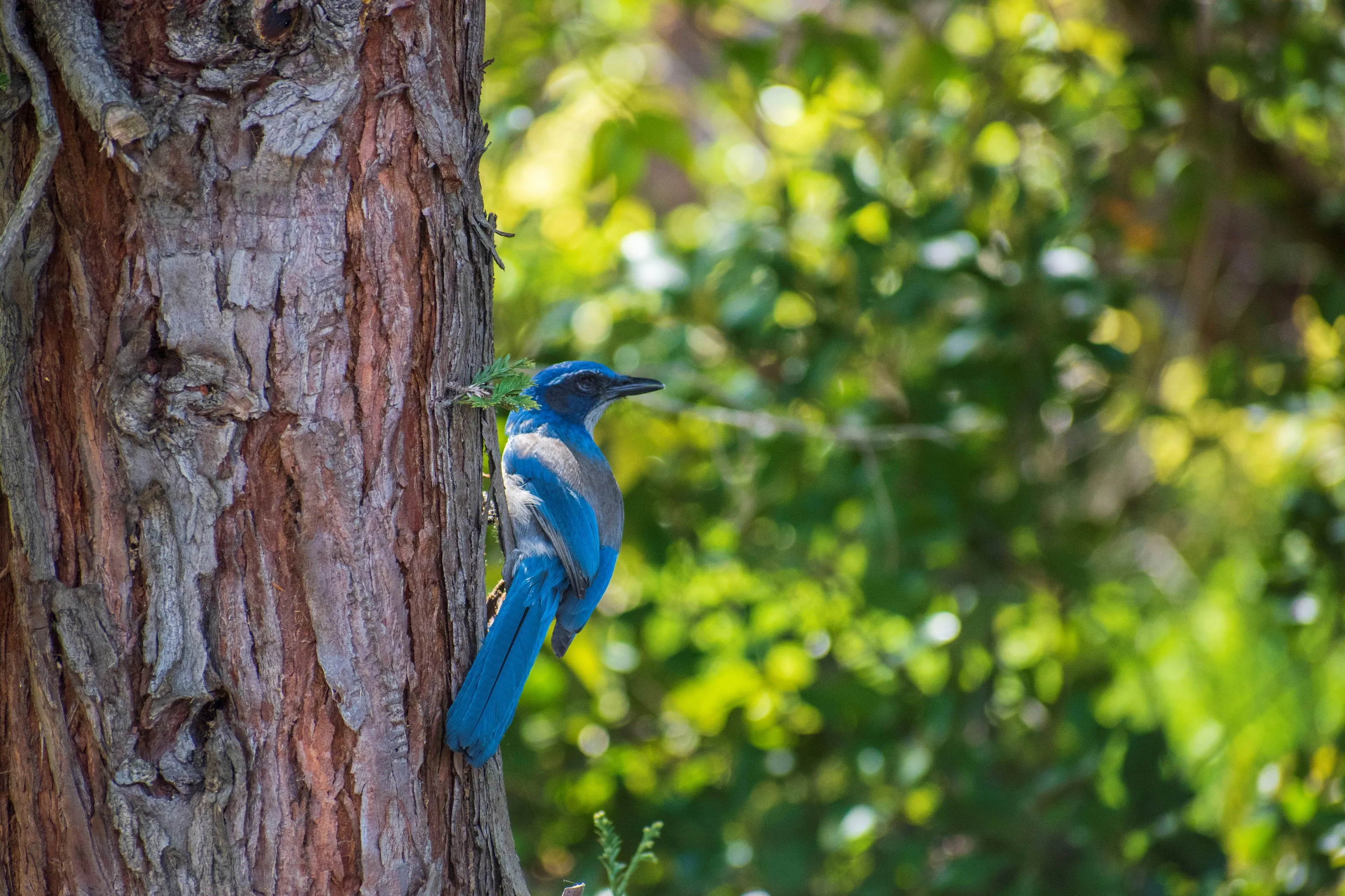 Blue Bird