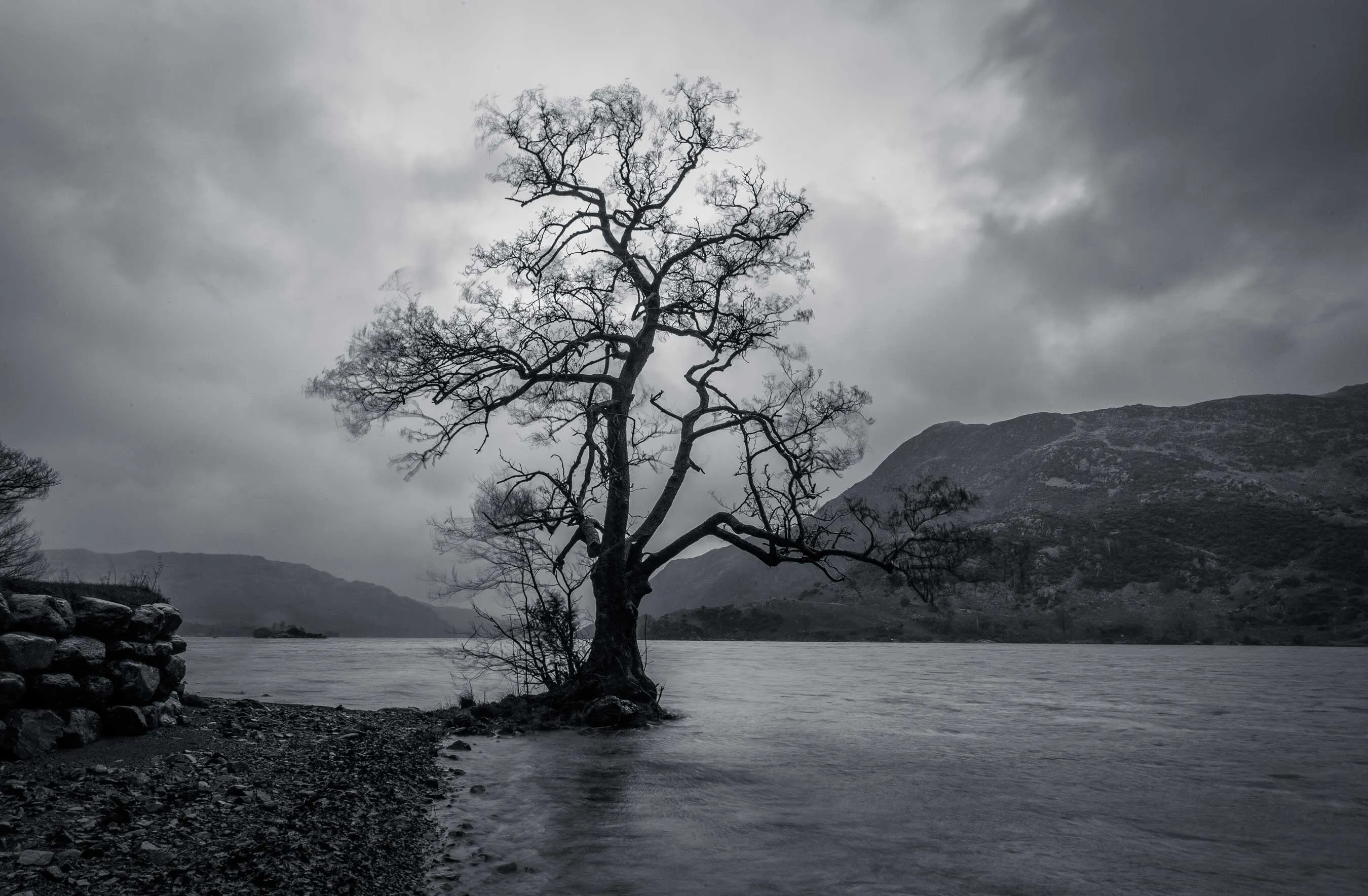 Ullswater tree