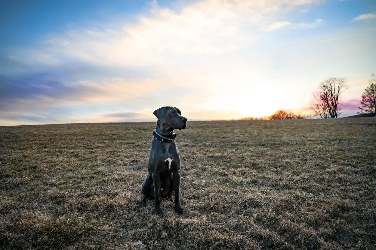 Let us Paws at Sunset