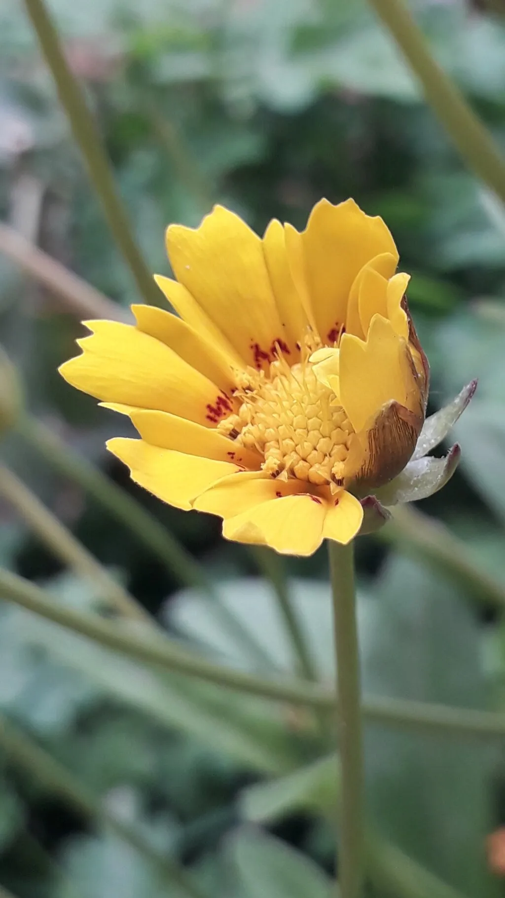 The yellow beauty