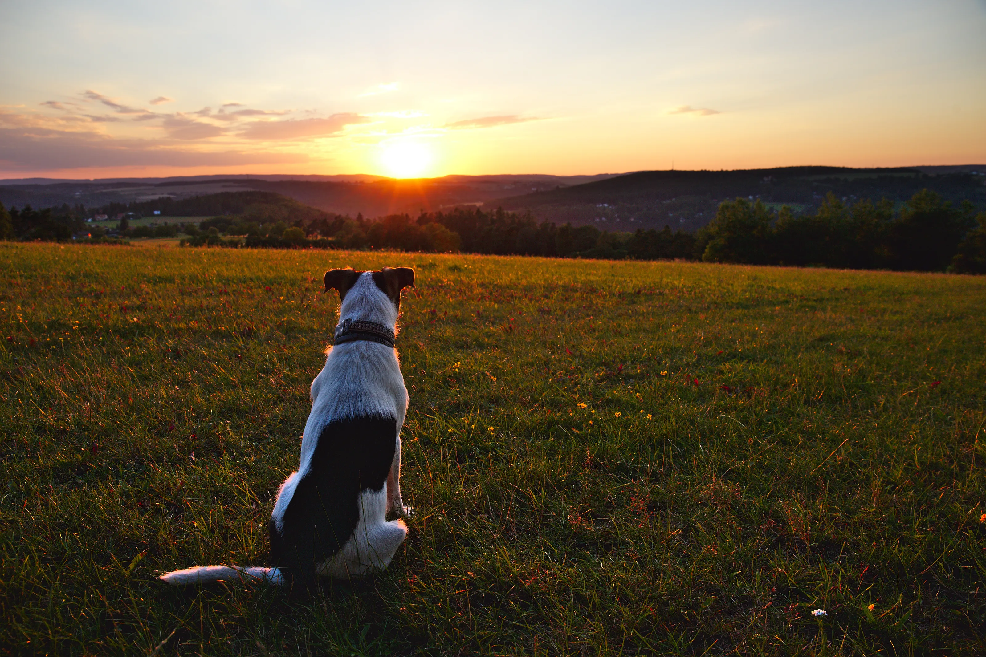 calmness of summer evening