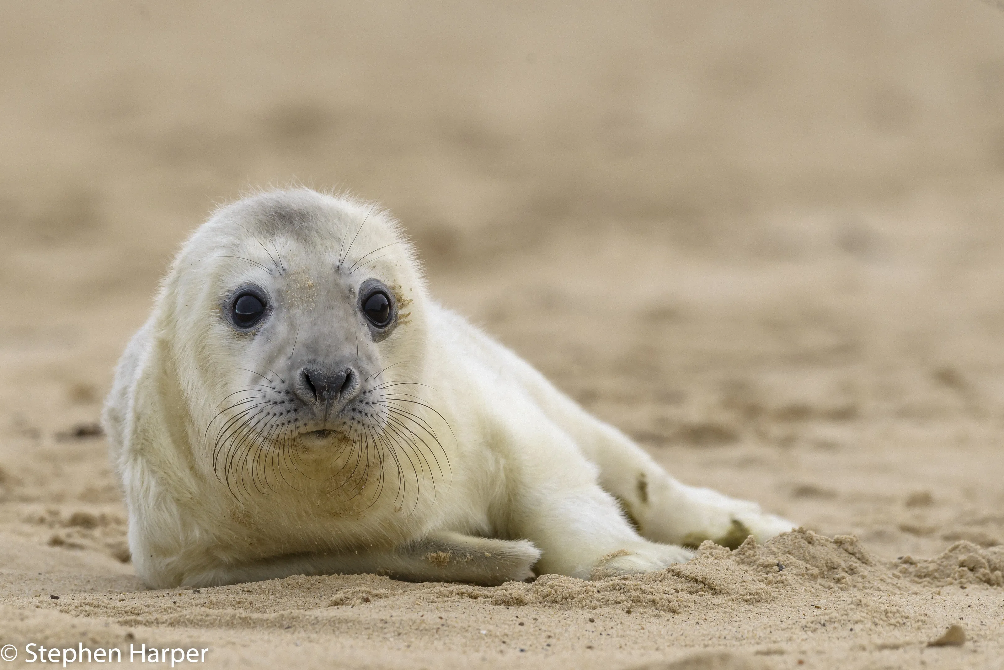 Baby Seal Cutey !!