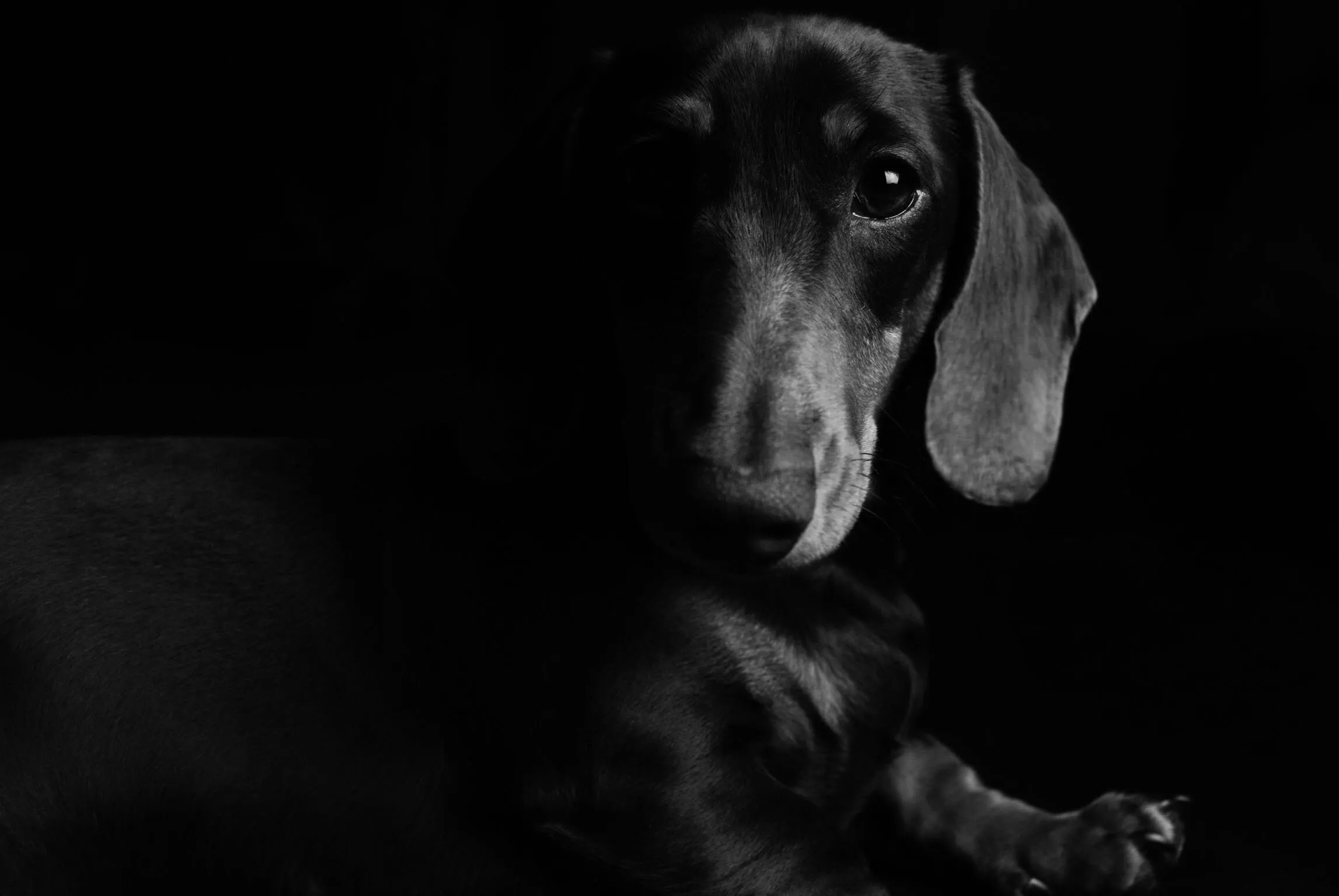 Darby The Dachshund