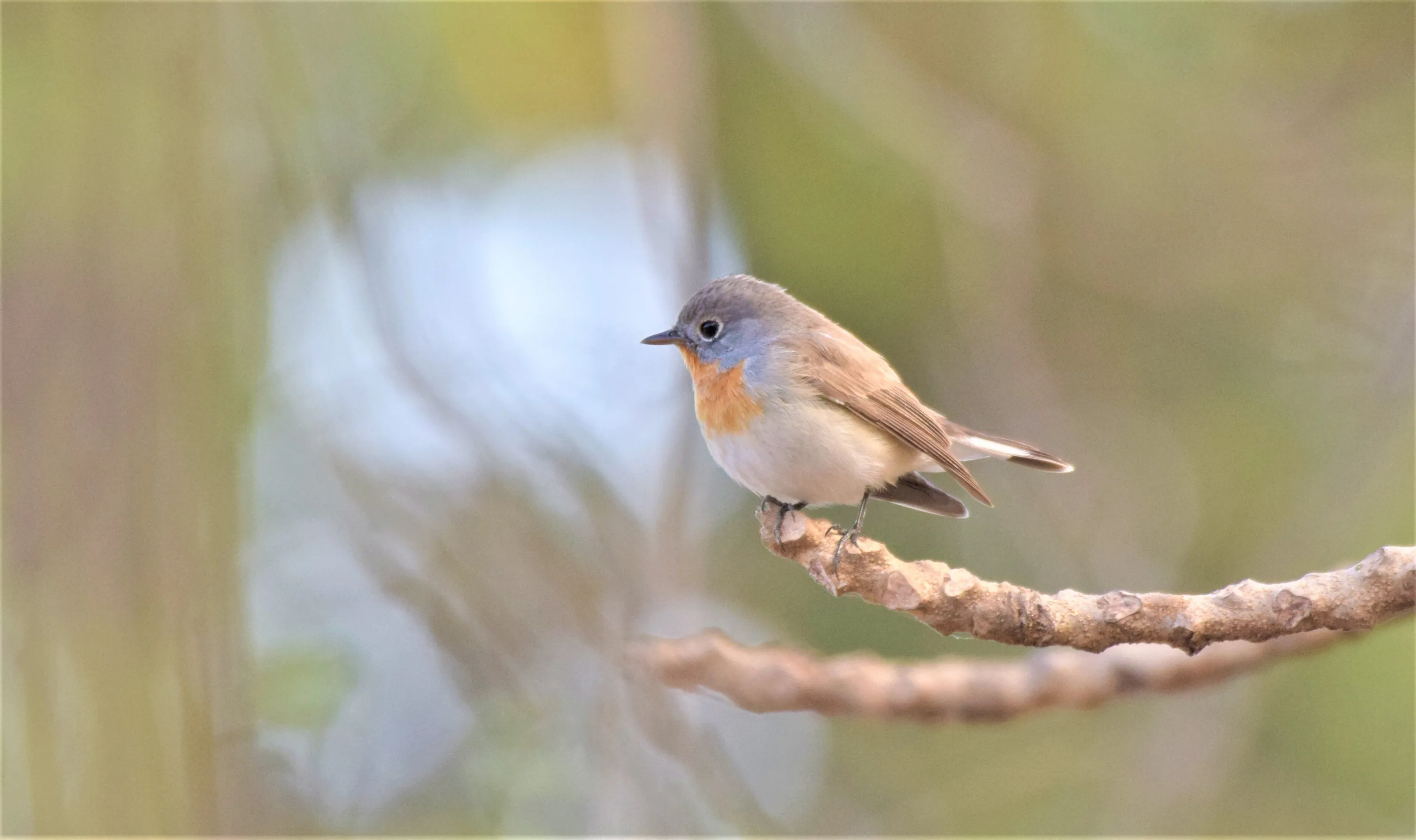 Beautiful Bird -Red Throated Flycatcher Male