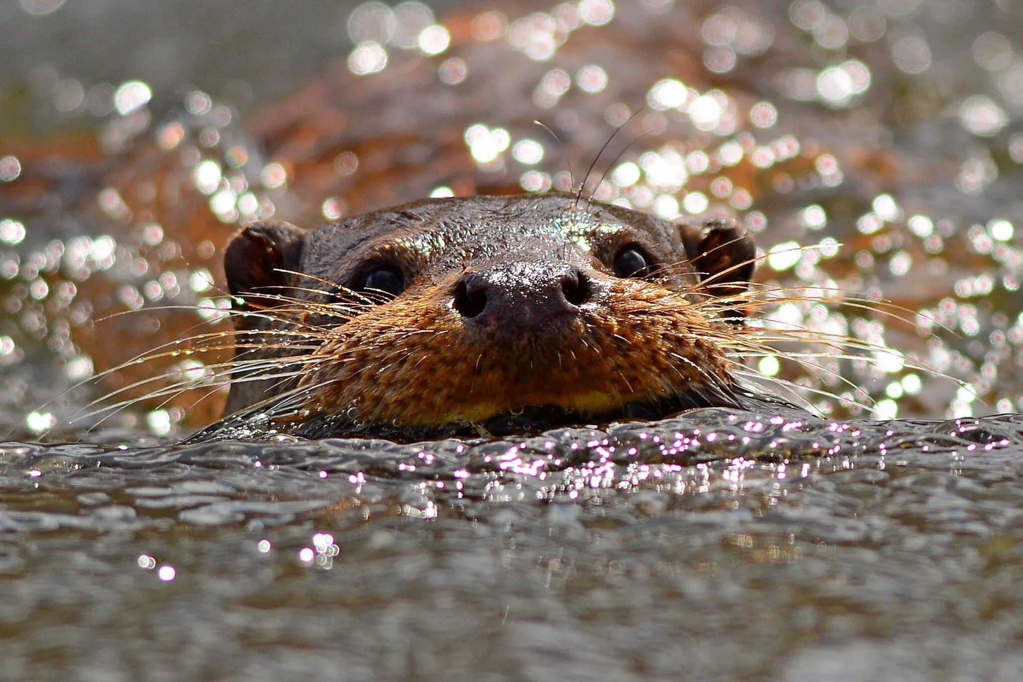 Otter watching the photographer