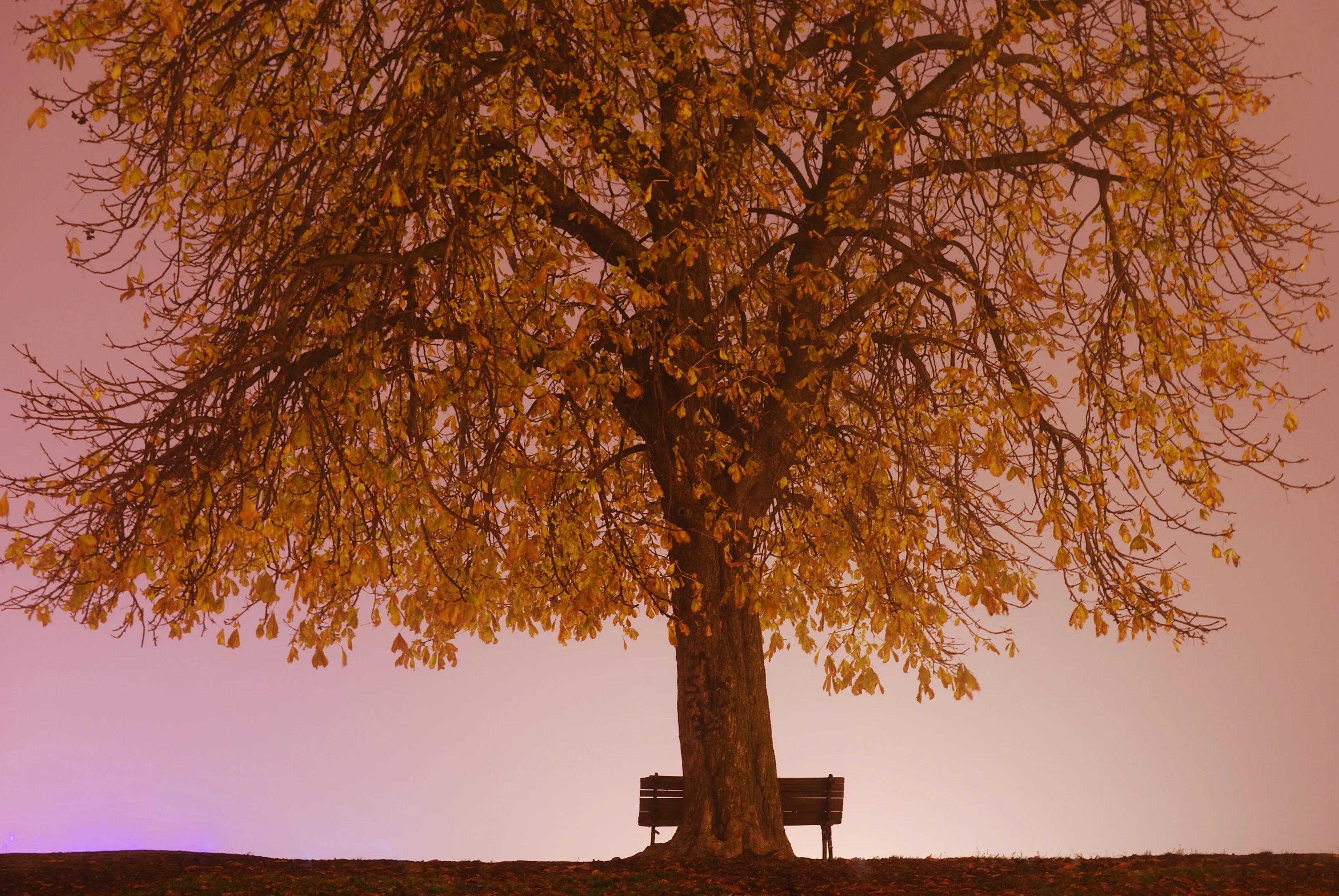 Tree in the fog