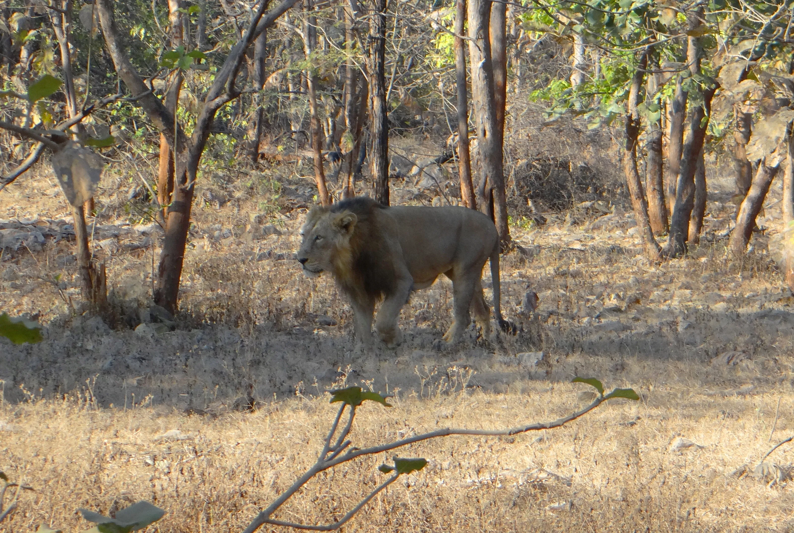 The one who rules the animal kingdom