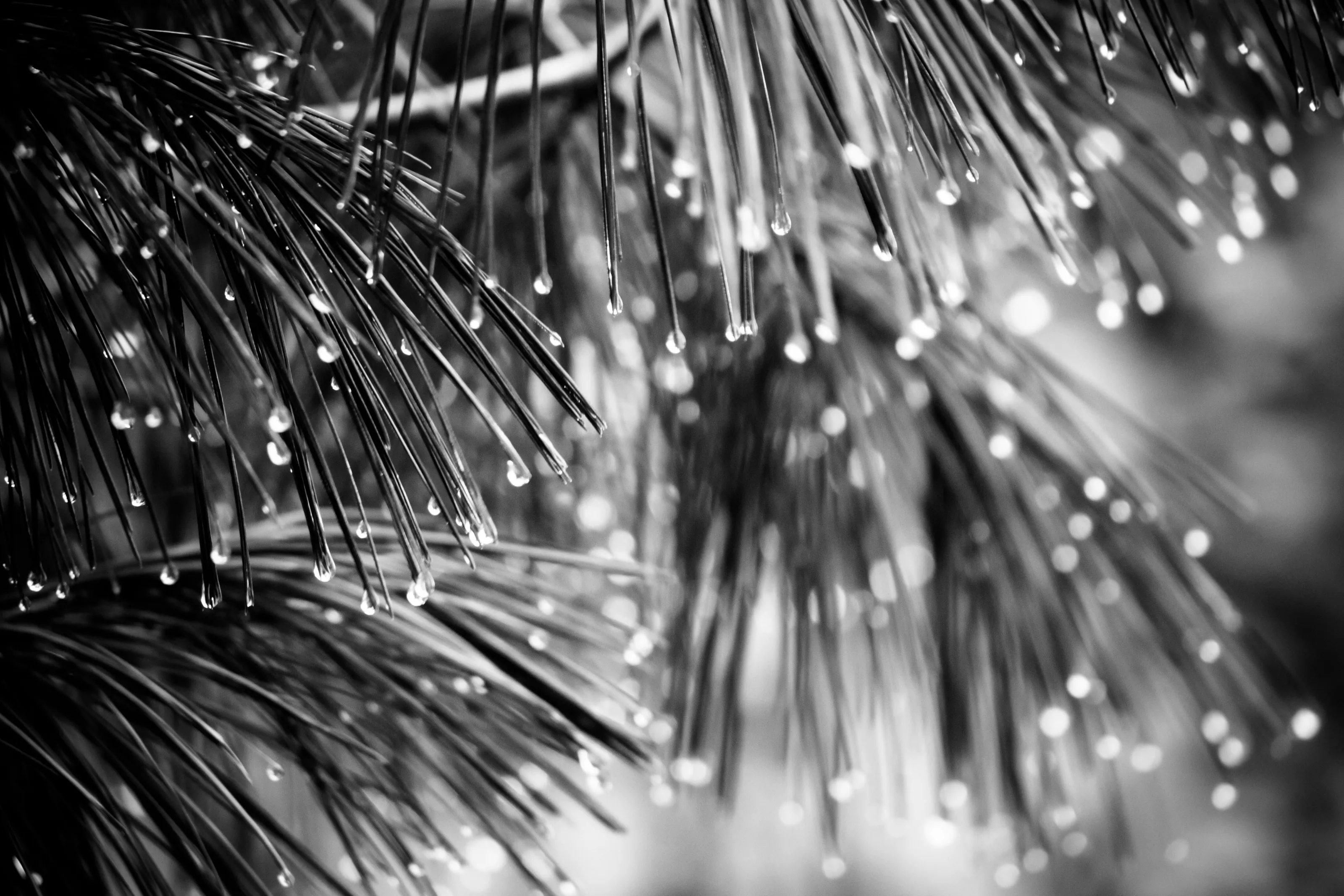 Rain on Pine
