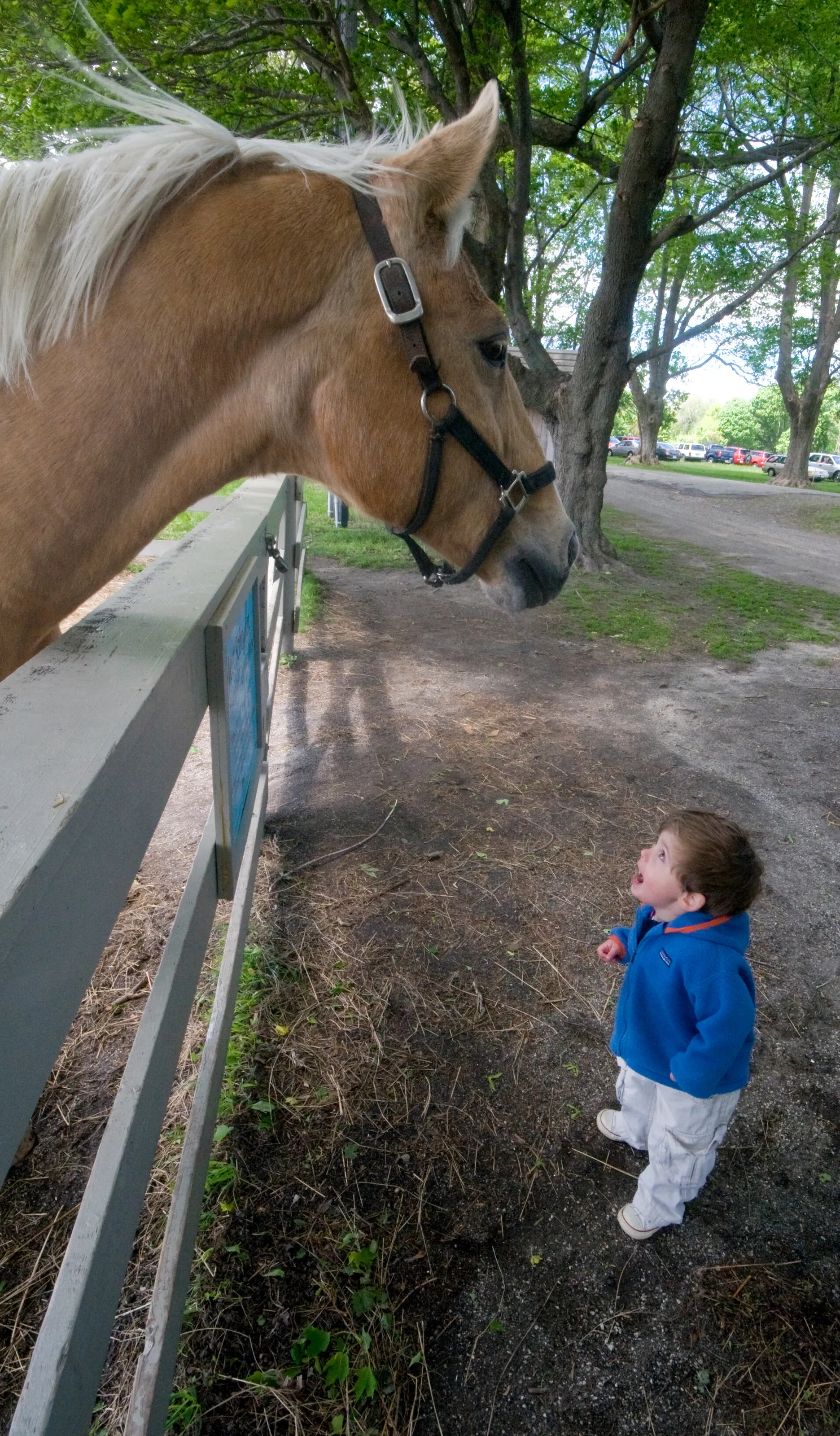 Boy meets horse