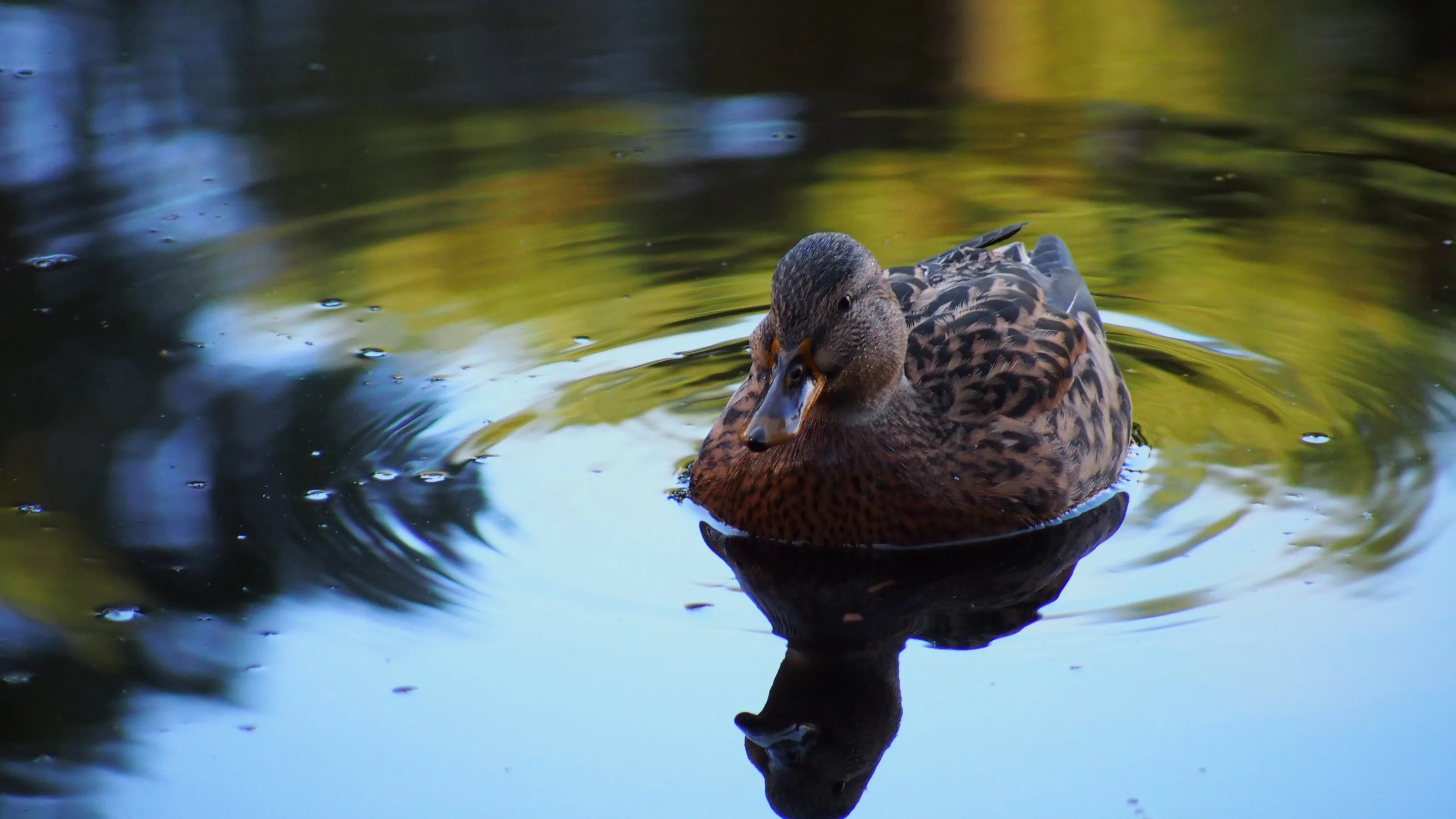 self reflection