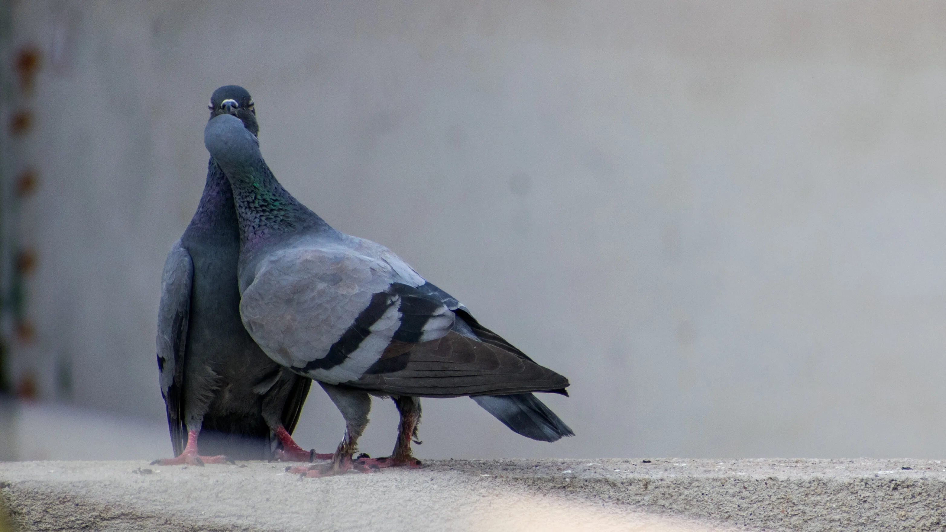 Pigeon Kiss