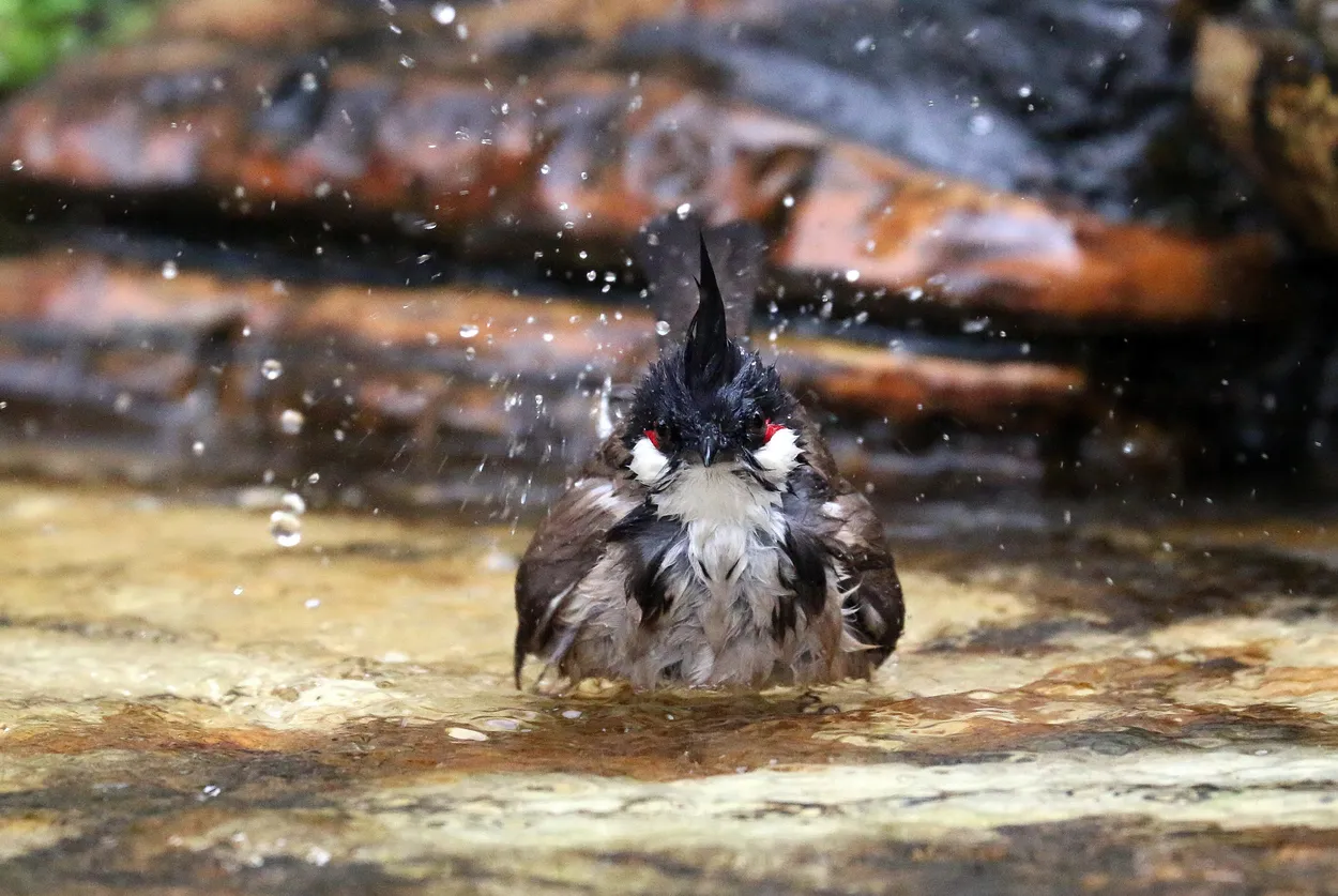 Entry 6150935