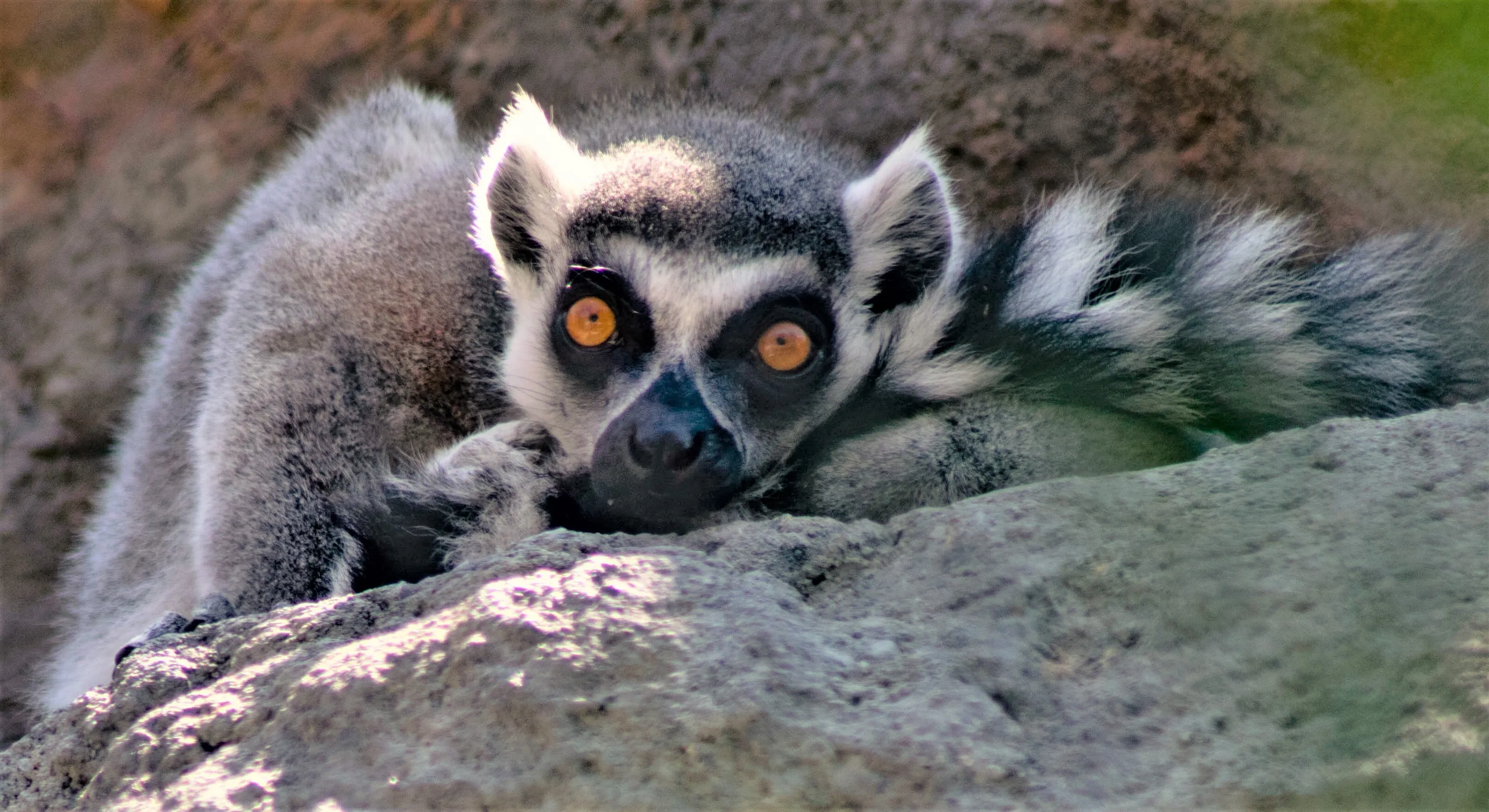 Bright Eyed and Bushy Tailed