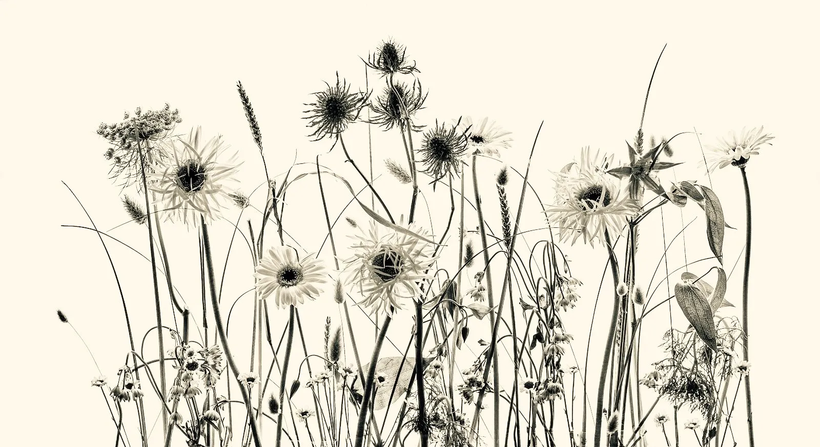 Flower Composition