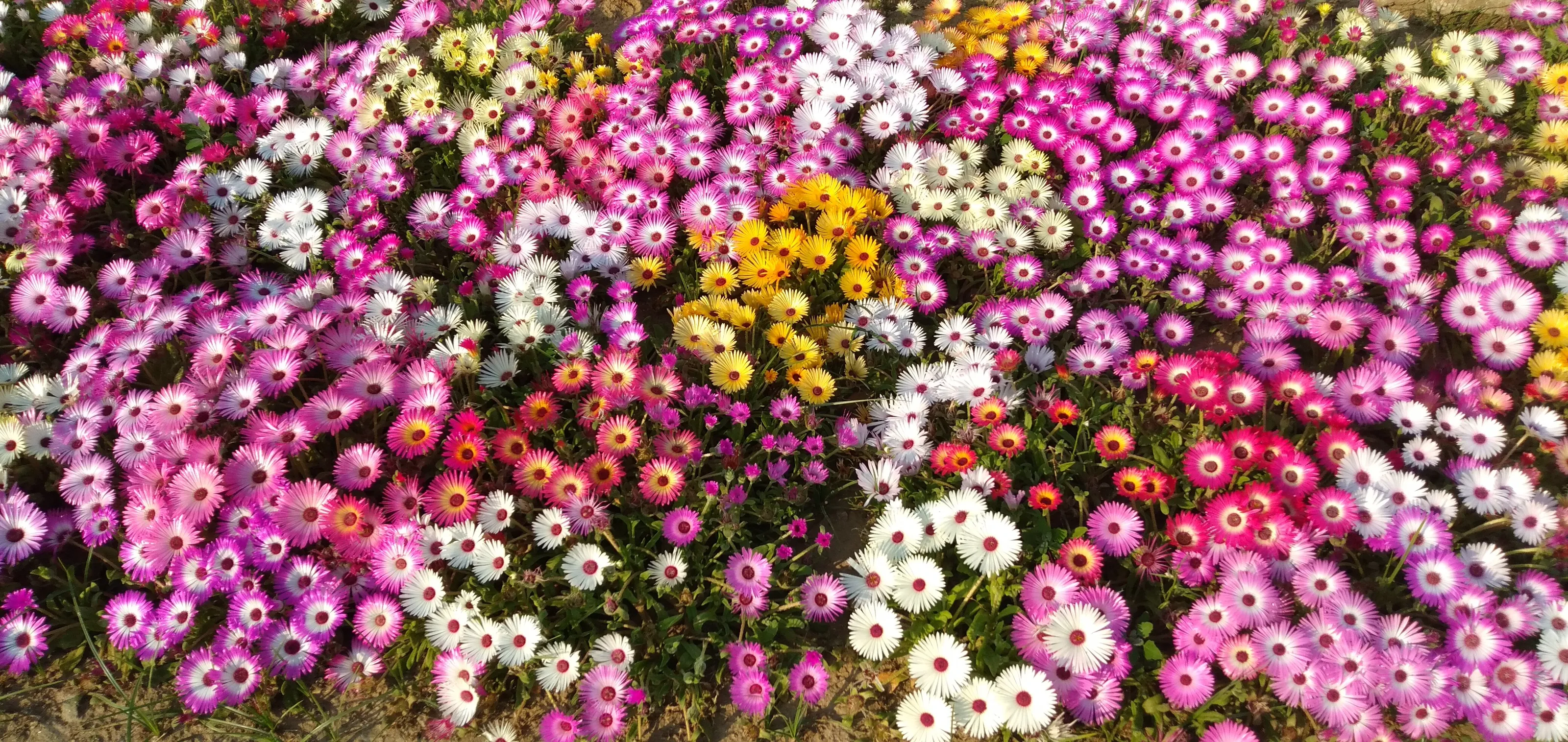 Mesembryanthemum