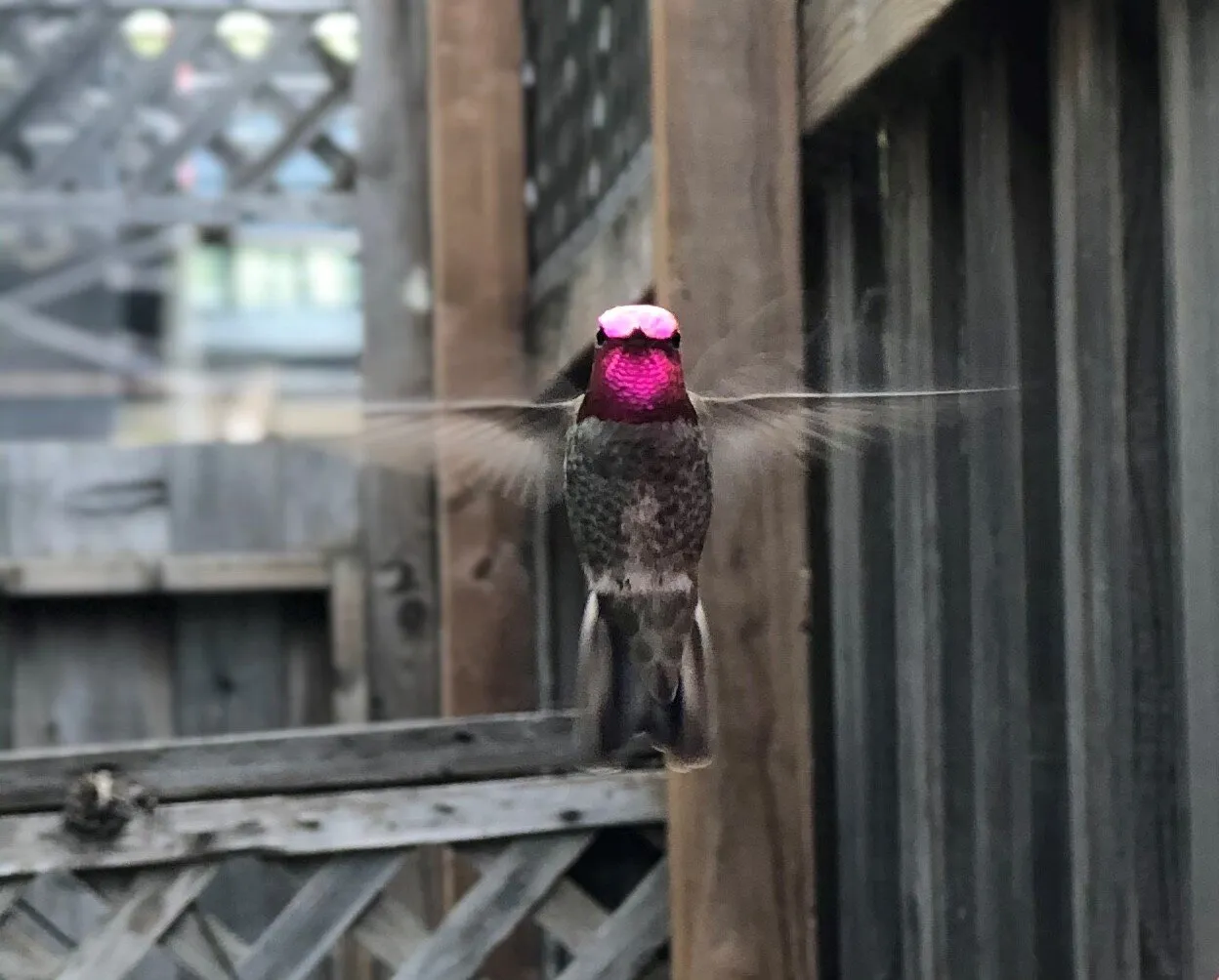 Hummingbird Love