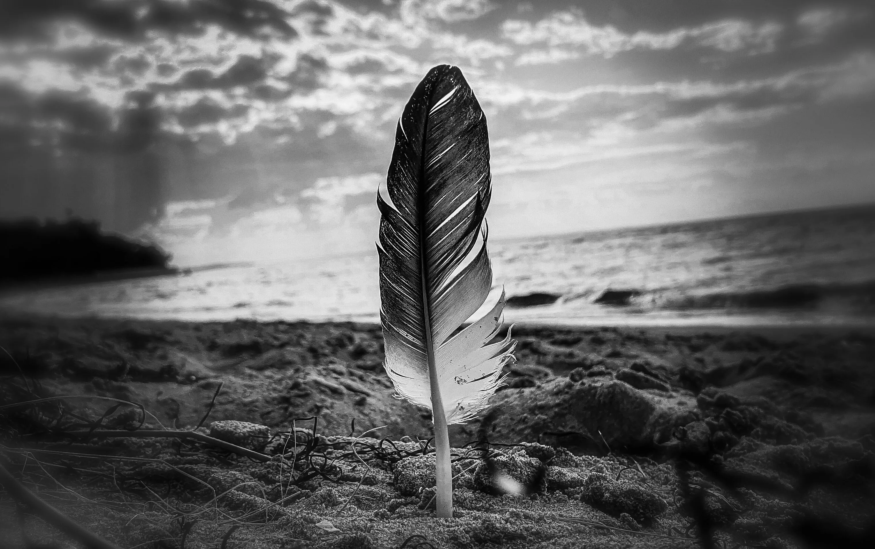Be that one feather that stands out in billions of grains of sand. Svene kupe