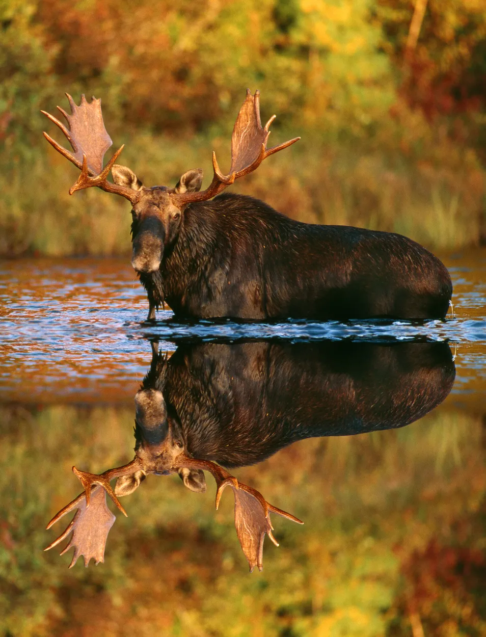 Entry 6045466
