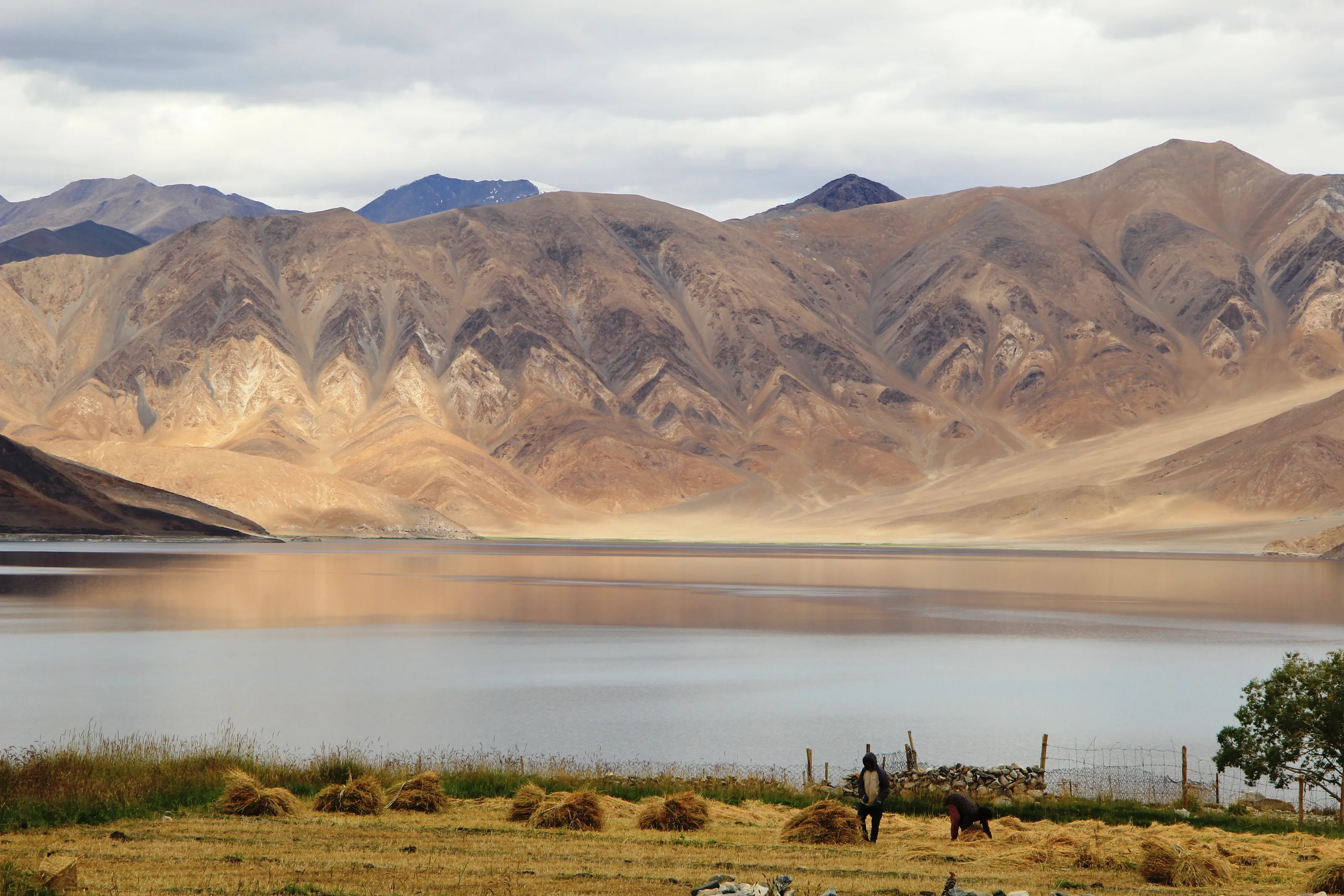 Himalayan Beauty